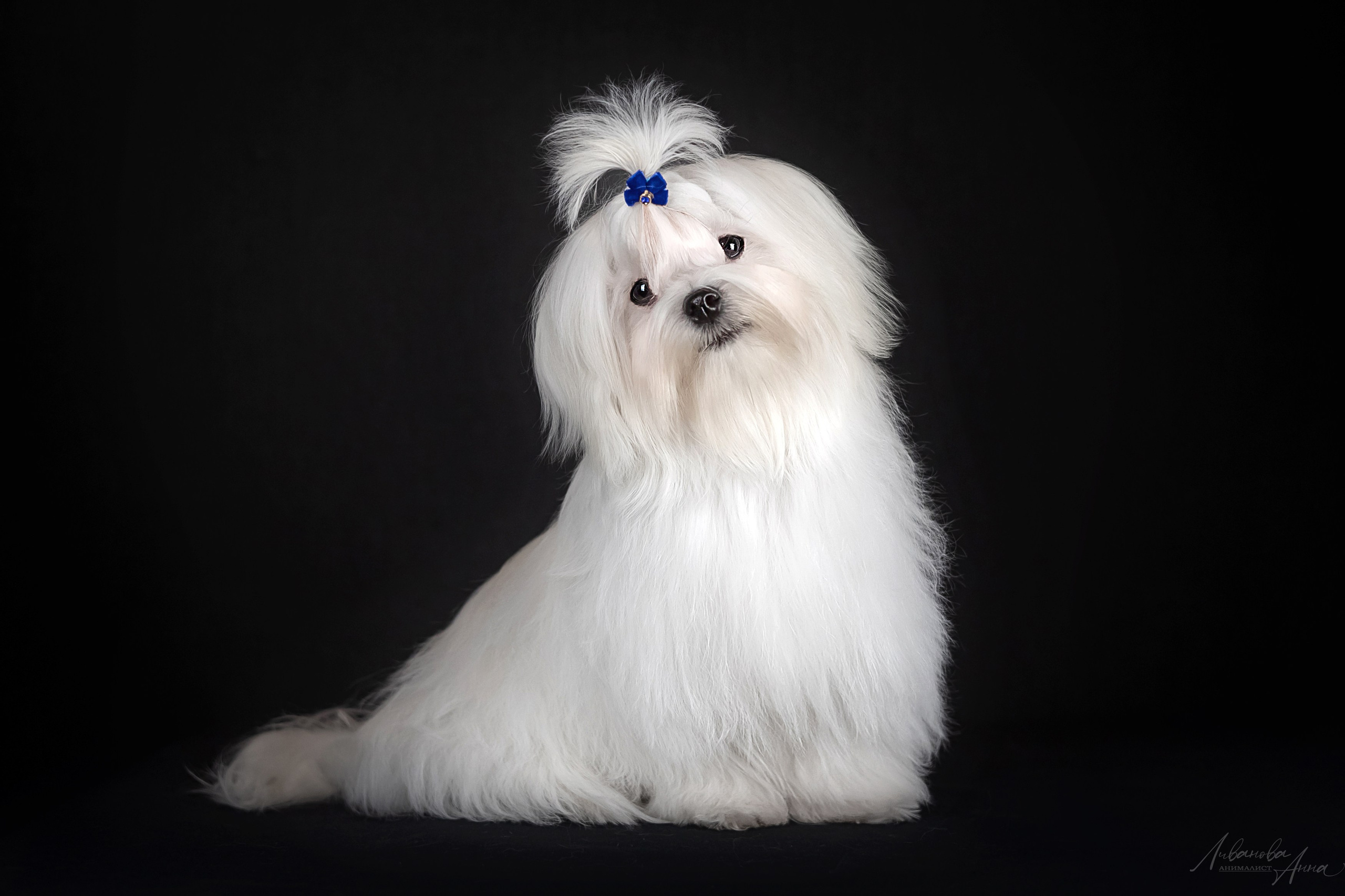 Мальтезе. Фотограф анималист Аня Ливанова | Рыбинск