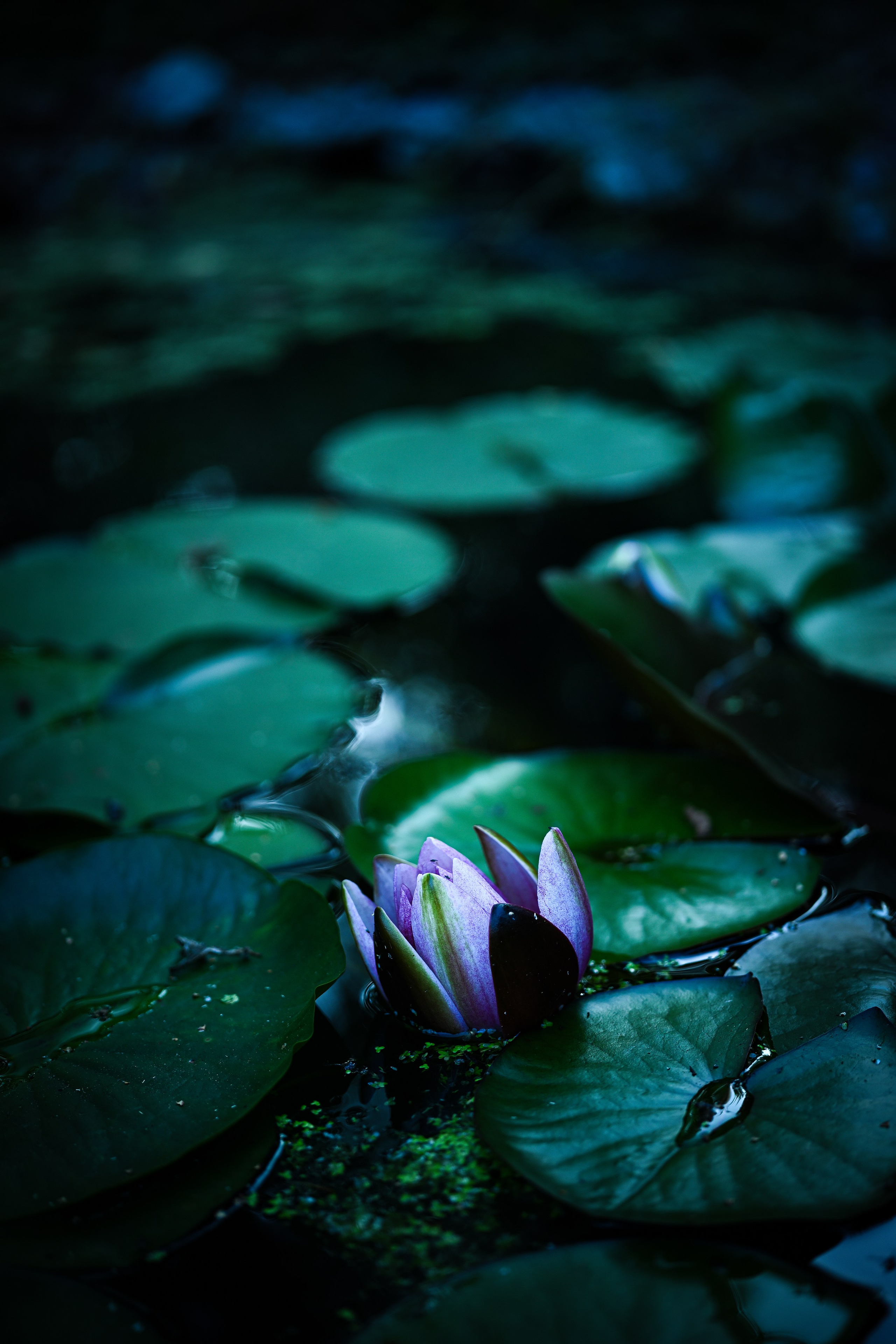 Saint-Petersburg. Photographer in Saint Petersburg, Russia