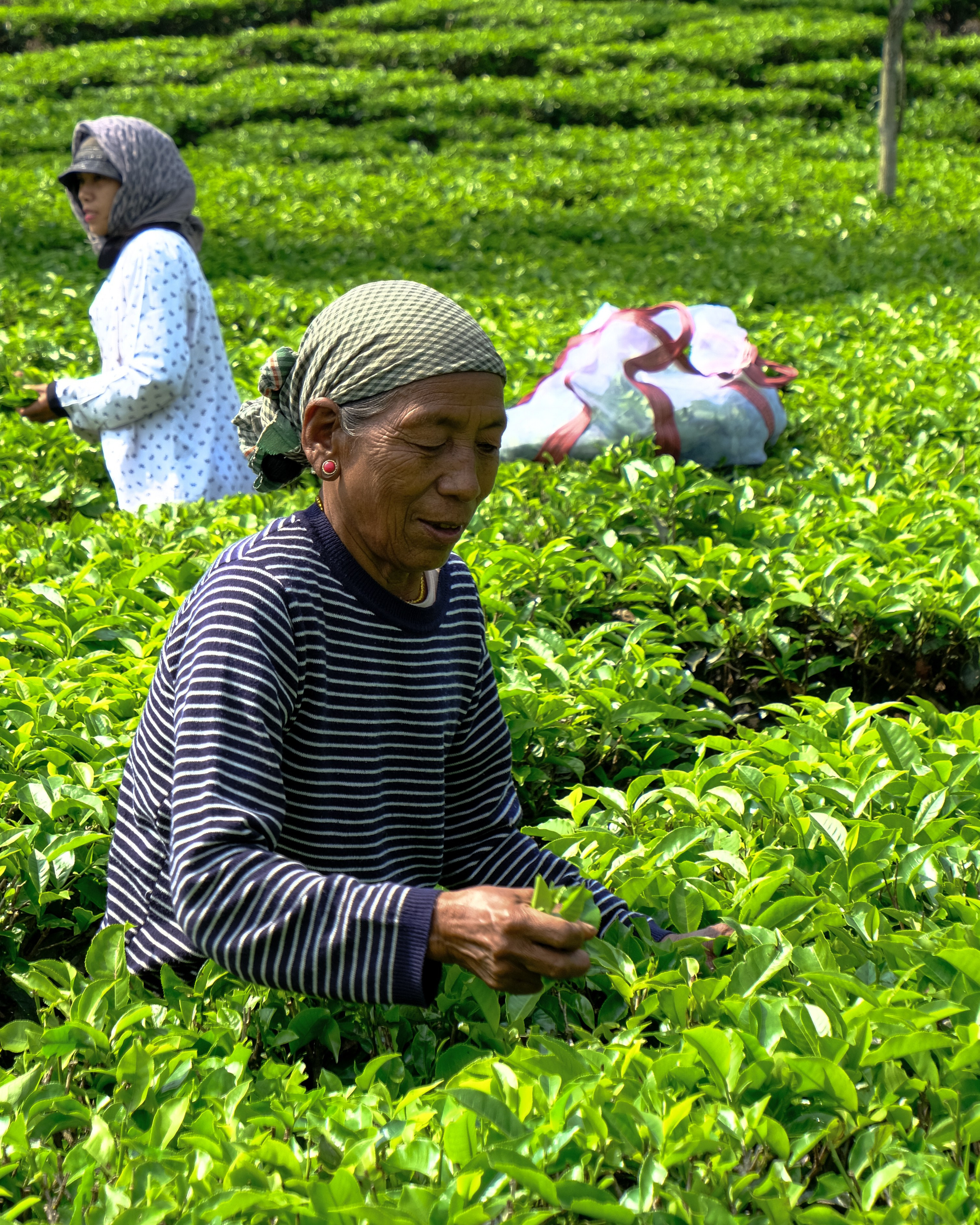 Ассам и Казиранга. Фотографии из путешествий