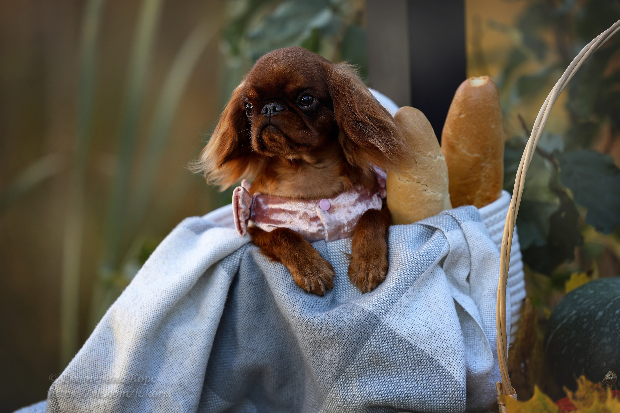 Прогулки. Главная