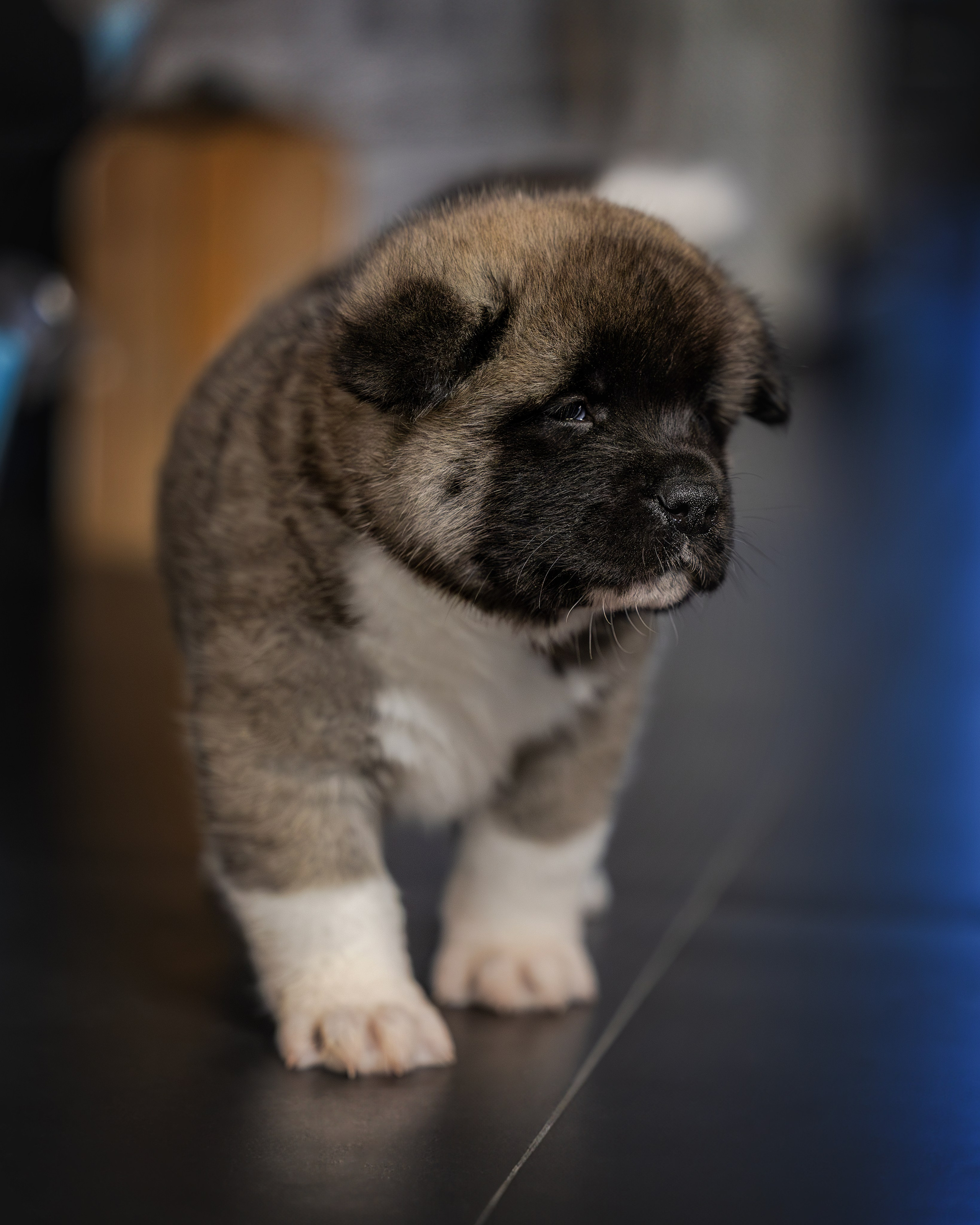 Щеночки Ам. Акиты. Главная