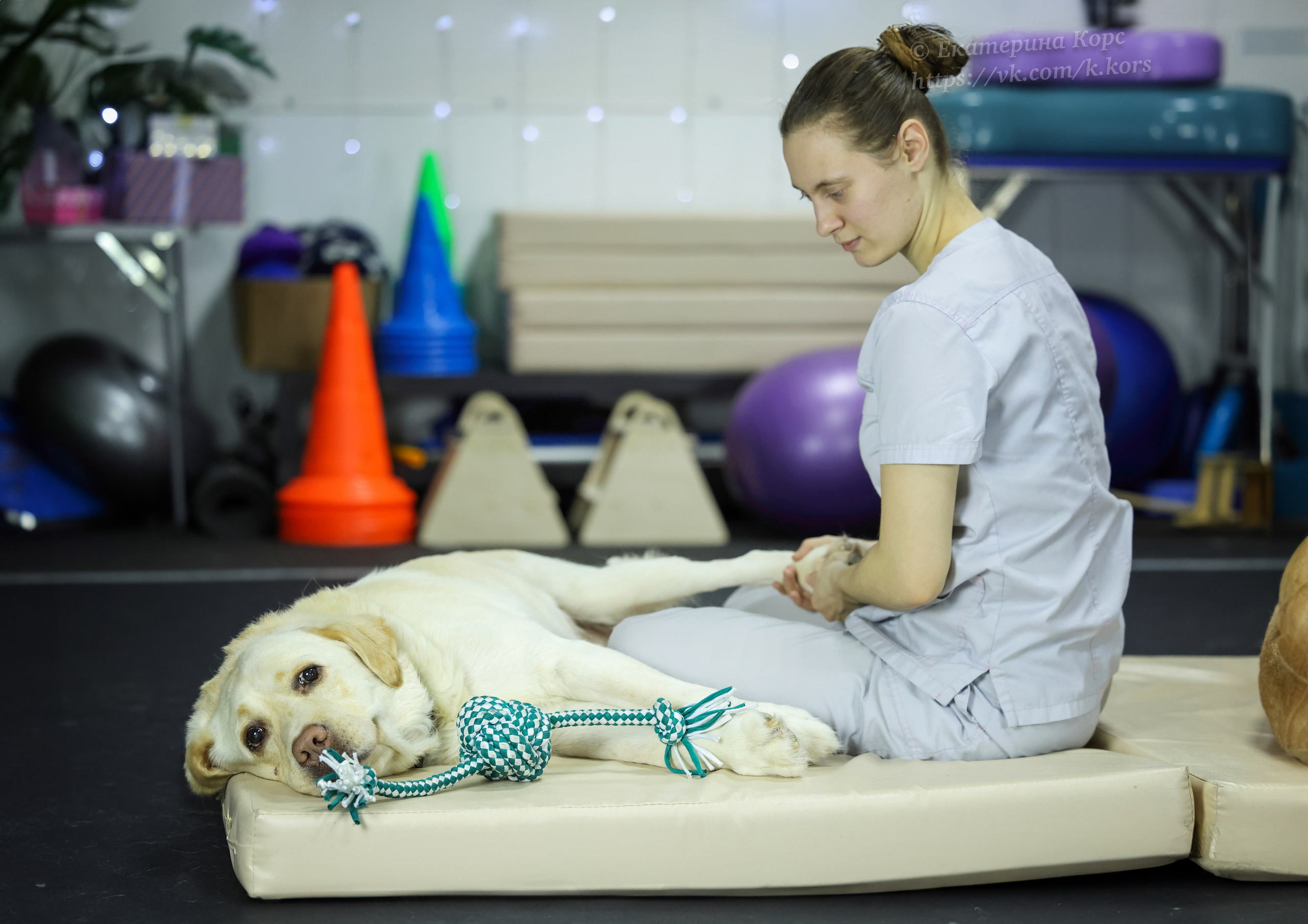 Собаки и люди. Главная