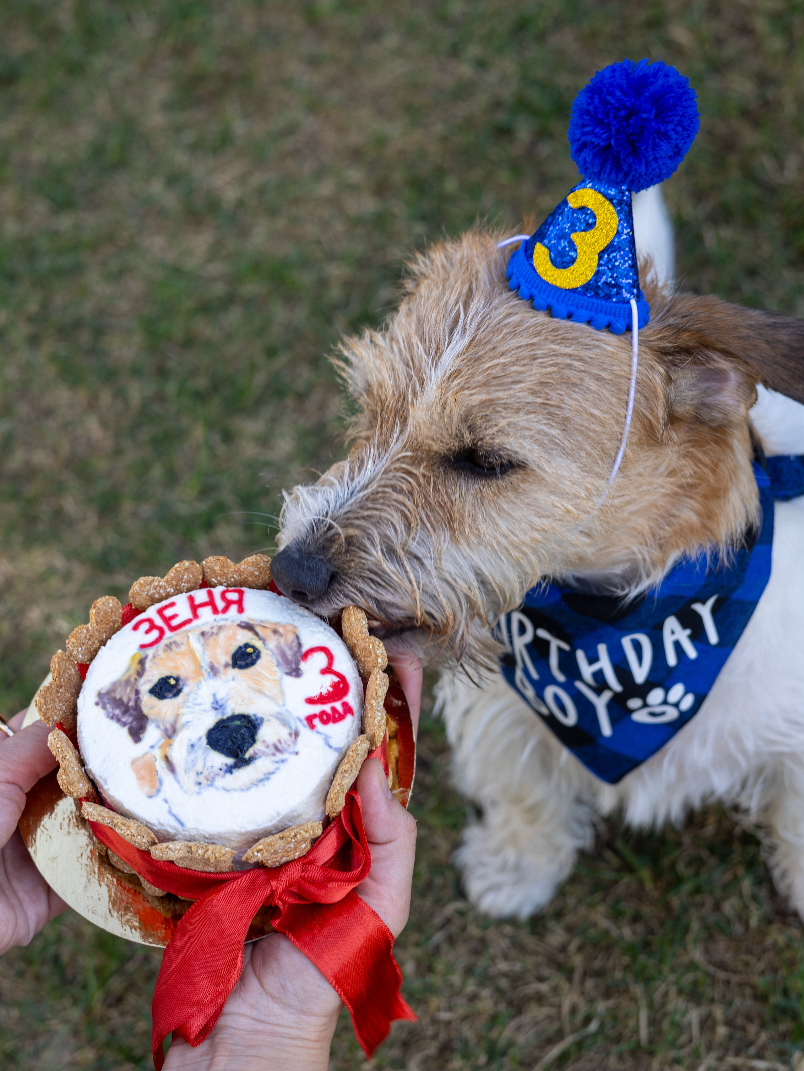 День рождение Зенита. Фотограф-анималист в Москве Кириллова Татьяна