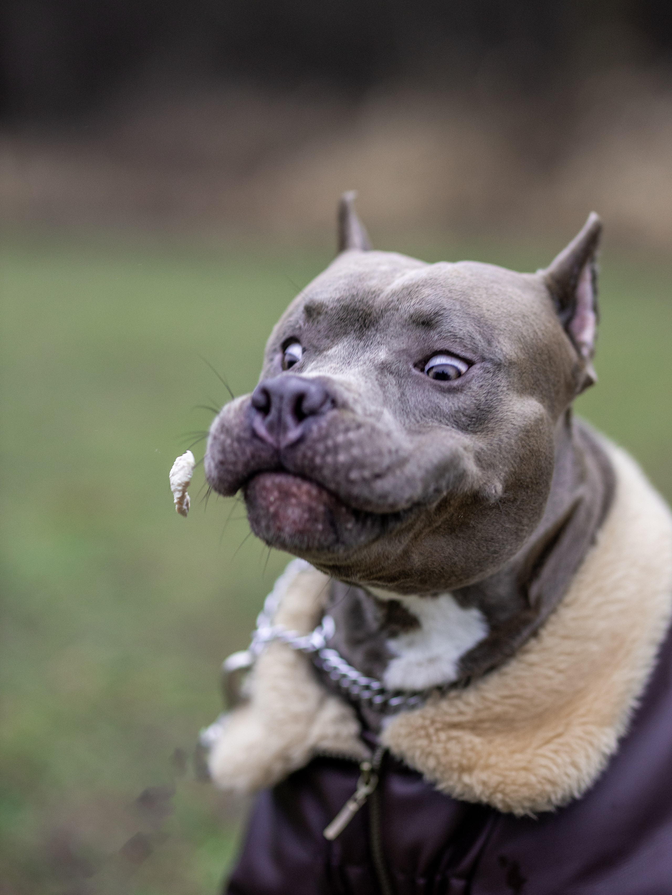 Зевс и Мария. Фотограф-анималист в Москве Кириллова Татьяна