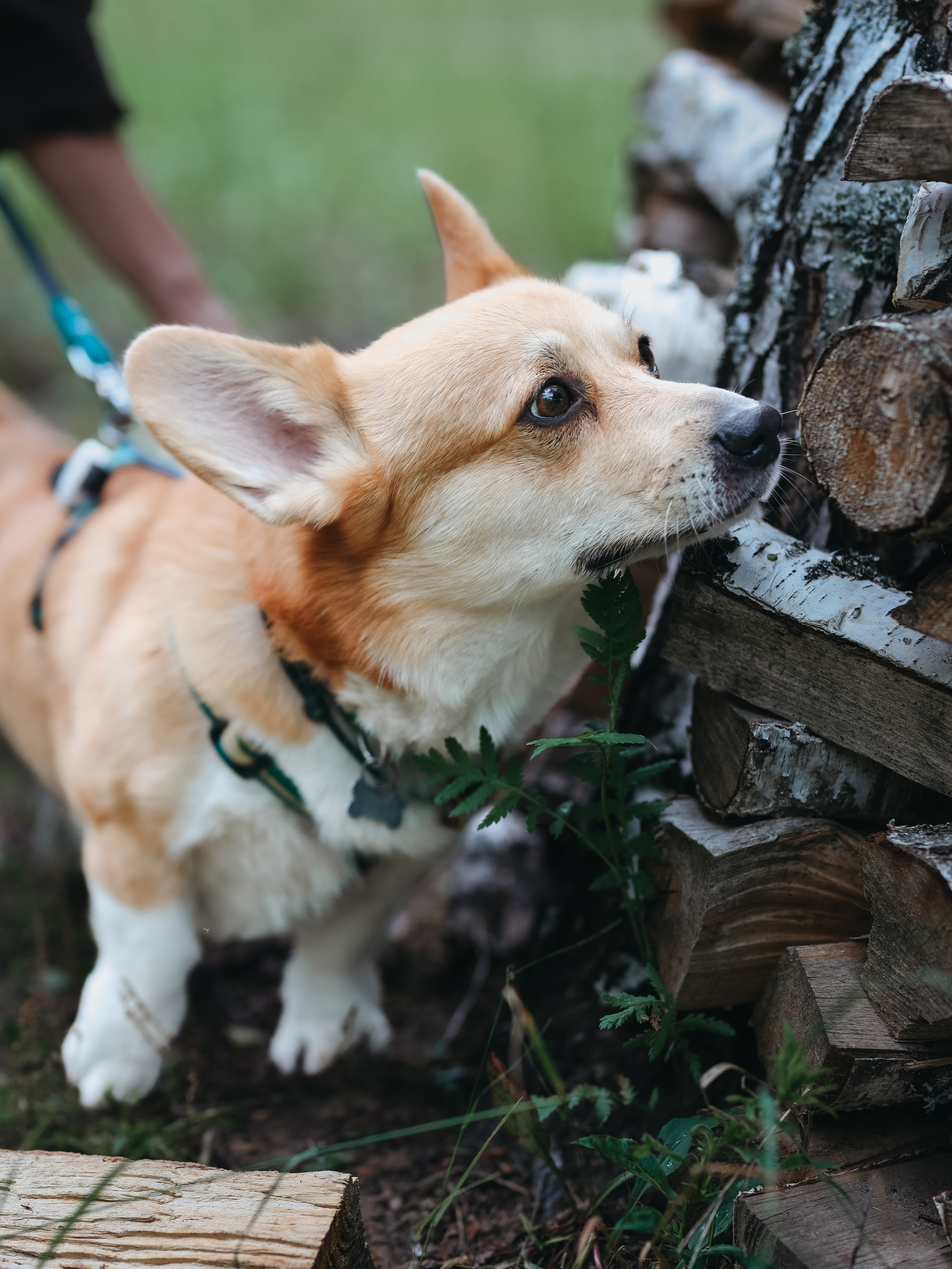 Лагерь ноузворк. Фотограф-анималист в Москве Кириллова Татьяна