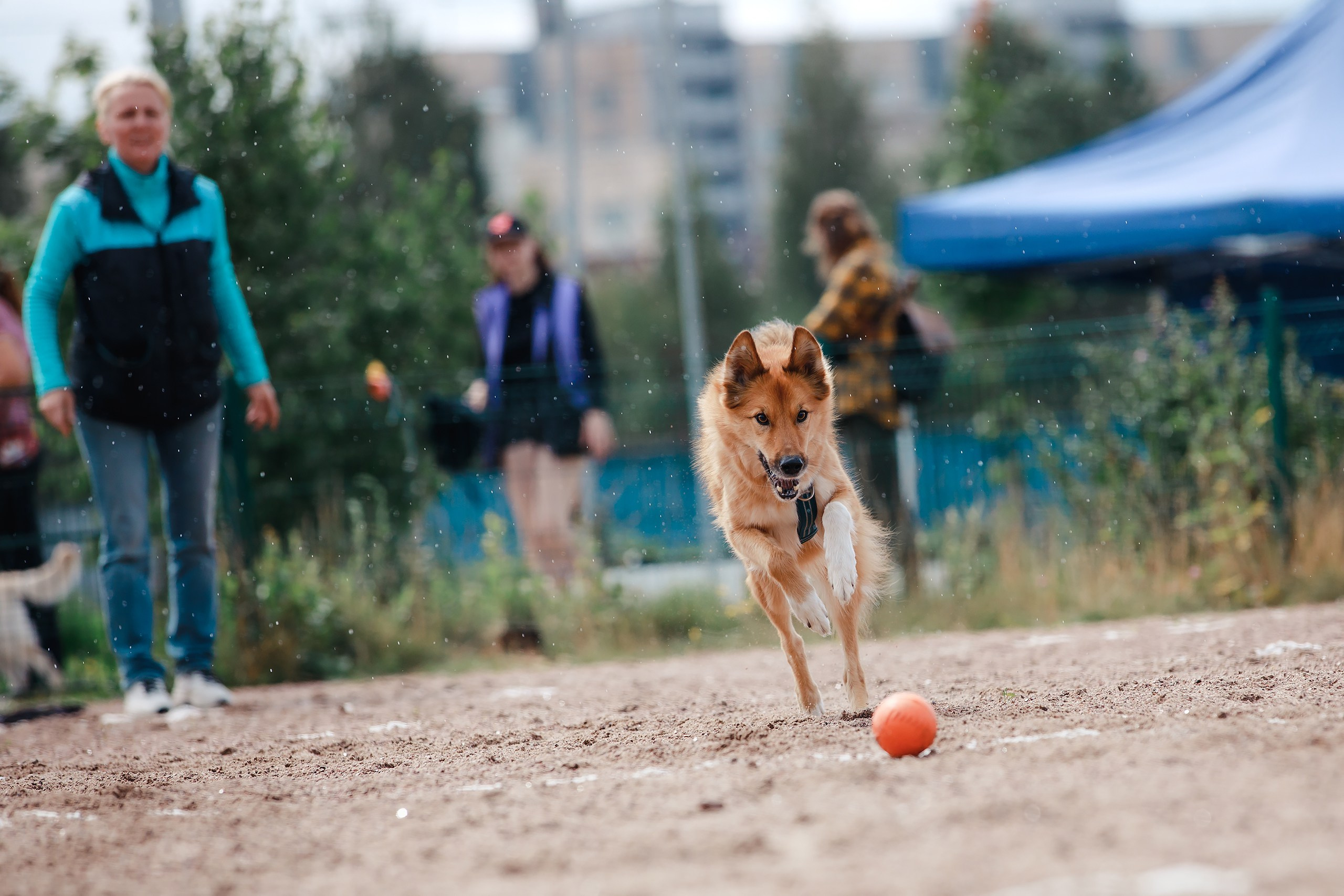 Питч&Гоу + веселые старты. Фотограф-анималист Mary Mart — Москва, Питер