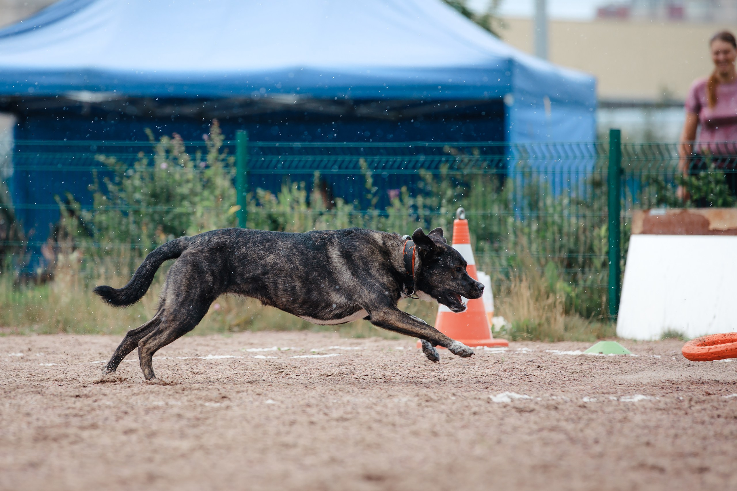 Питч&Гоу + веселые старты. Фотограф-анималист Mary Mart — Москва, Питер