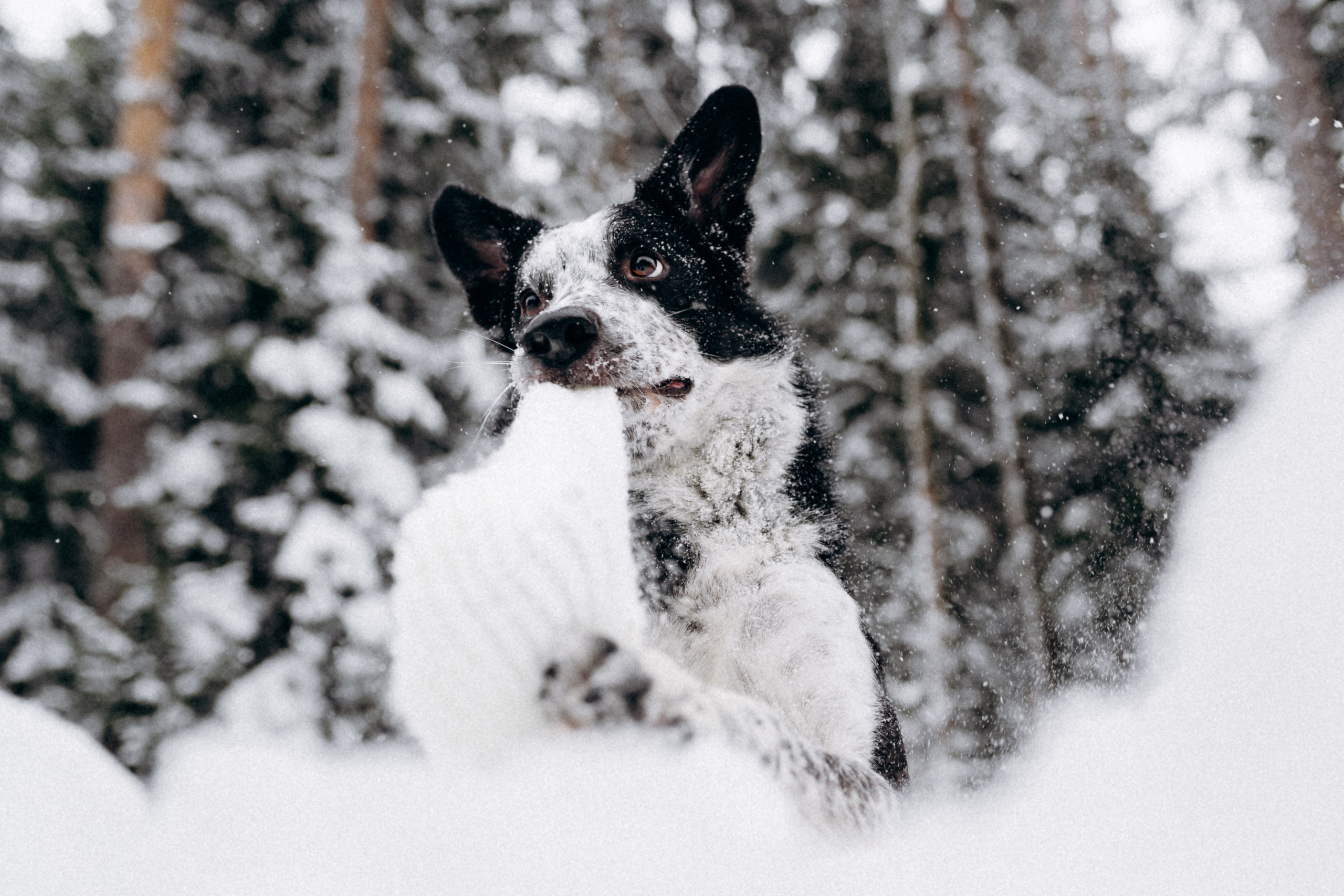 Аня и Милан. Фотограф анималист в Москве Ольга Агушева