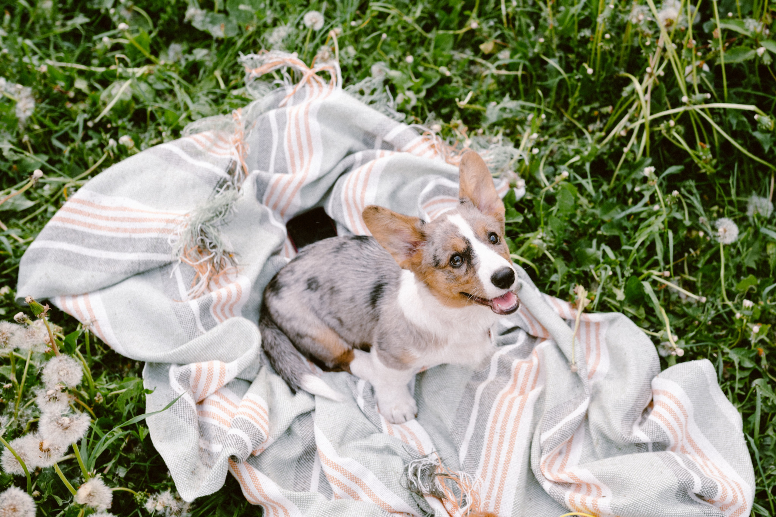 Настя и её семья. Фотограф анималист в Москве Ольга Агушева