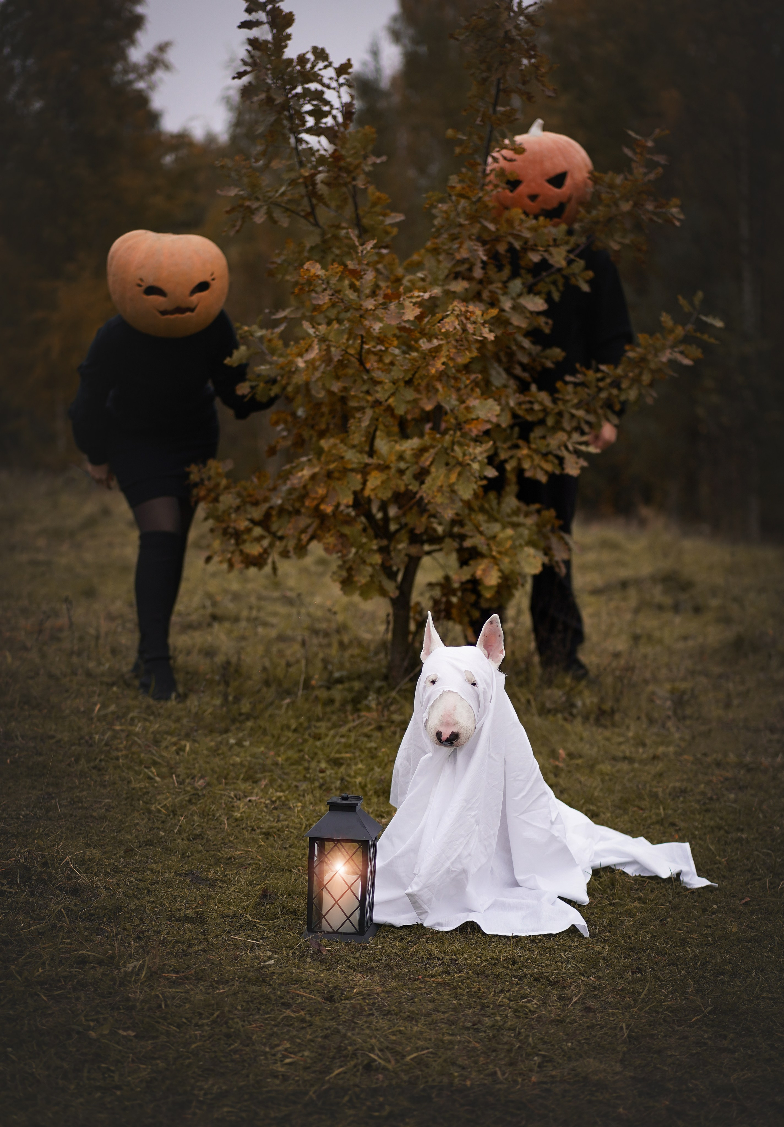 Настя Рома и Сахар Хелоуин. Фотограф-анималист в Санкт-Петербурге Яна Мартынова