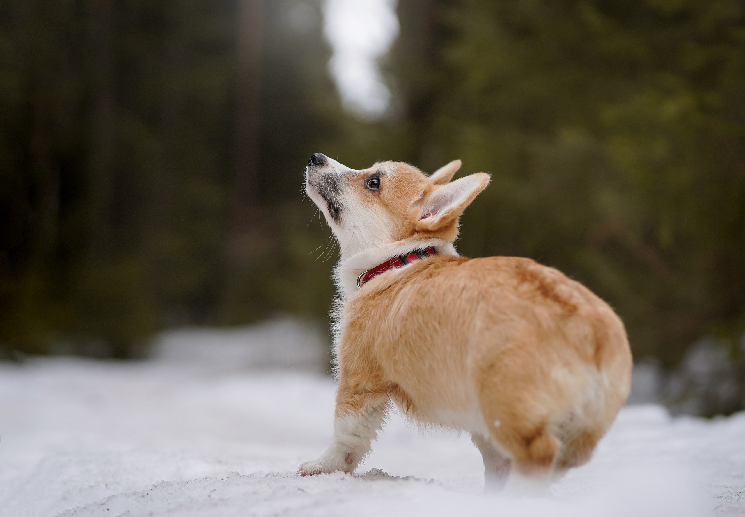 Щенки корги. Фотограф-анималист в Санкт-Петербурге Яна Мартынова
