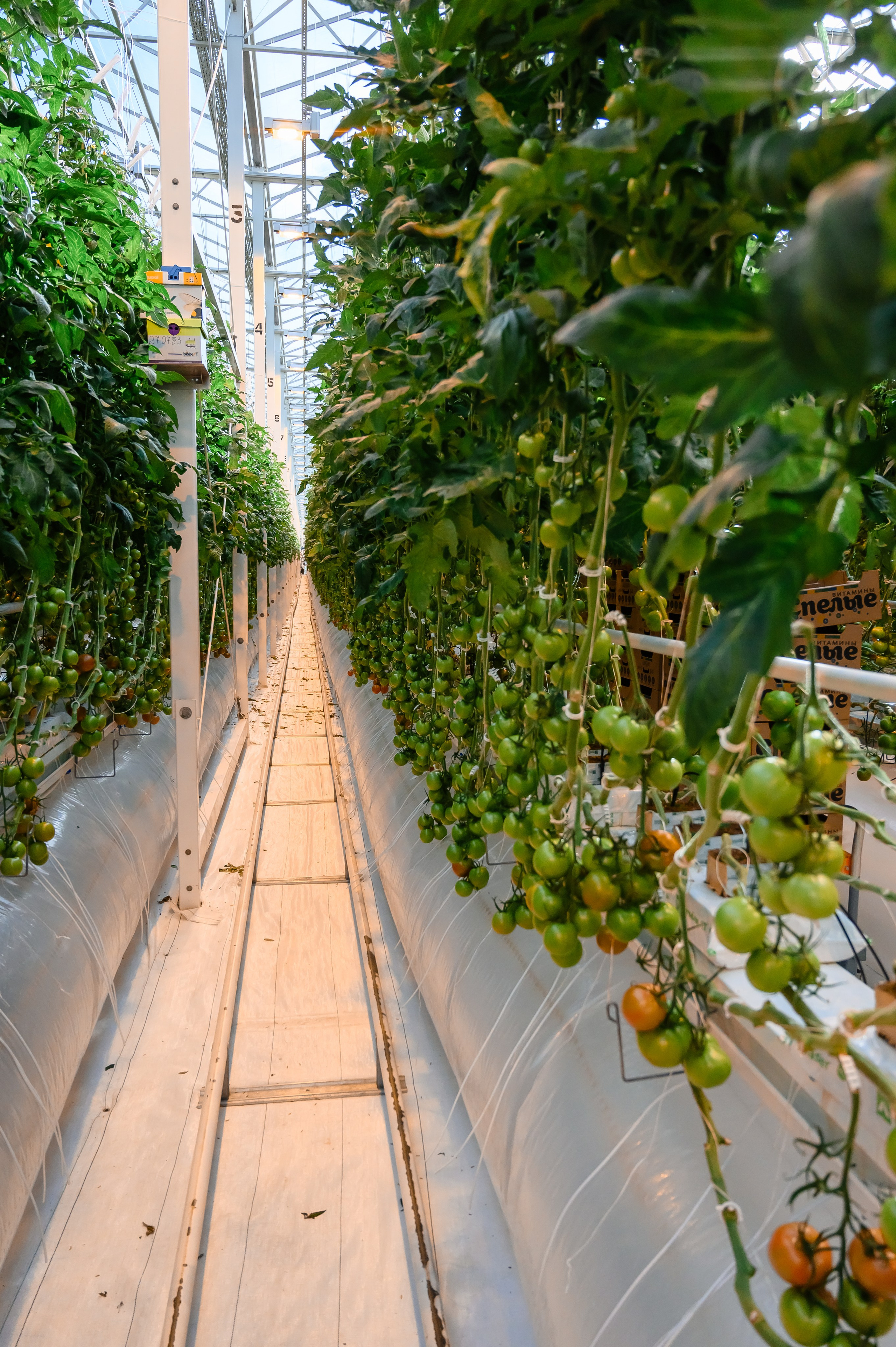 Тепличный комплекс «ПЕРМСКИЙ»