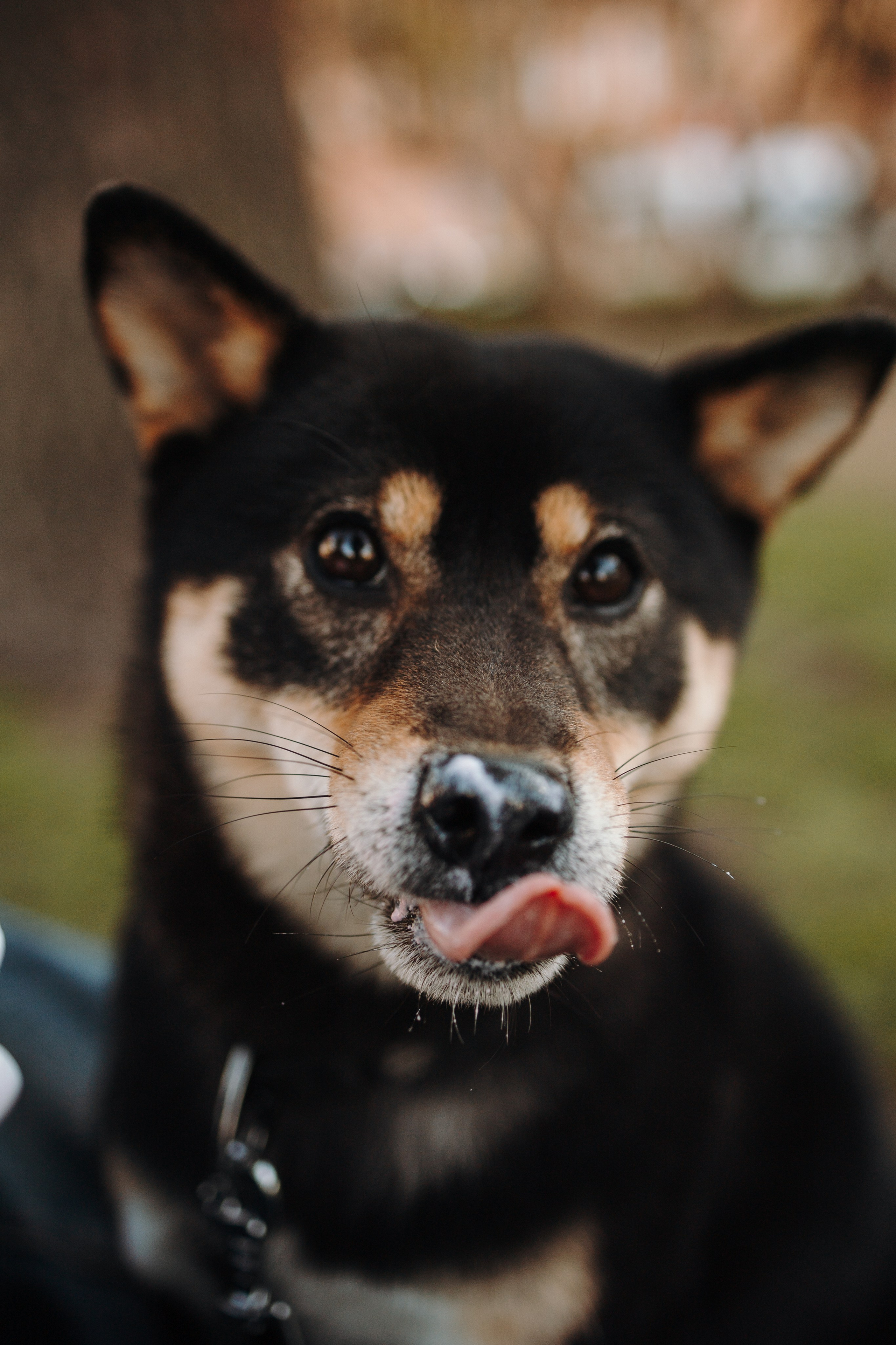 Даша и ее девочки. Фотограф — Анималист | Санкт-Петербург