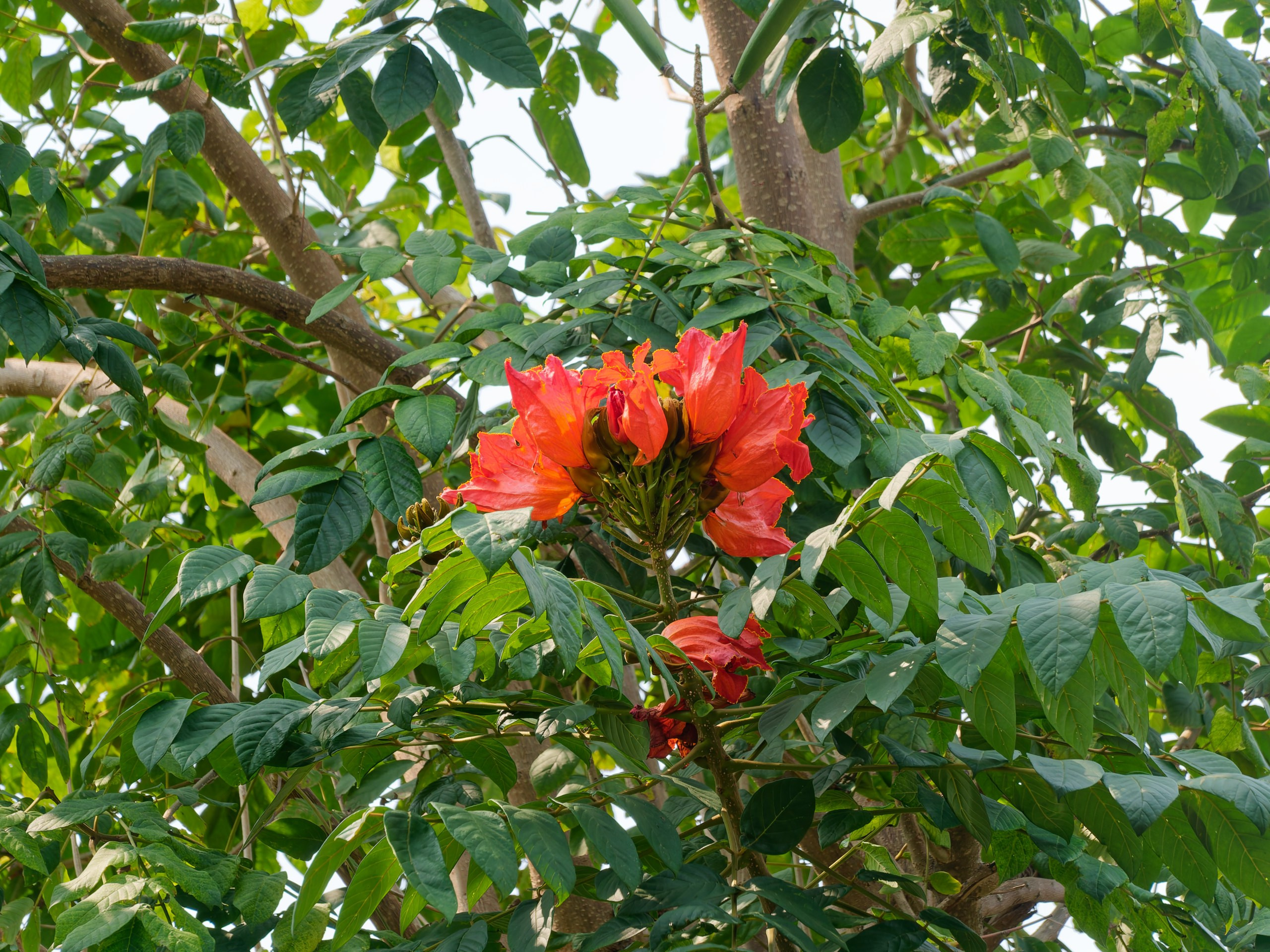 Хайнань 2026, флора, цветы и деревья. Фотопрогулки по Миру