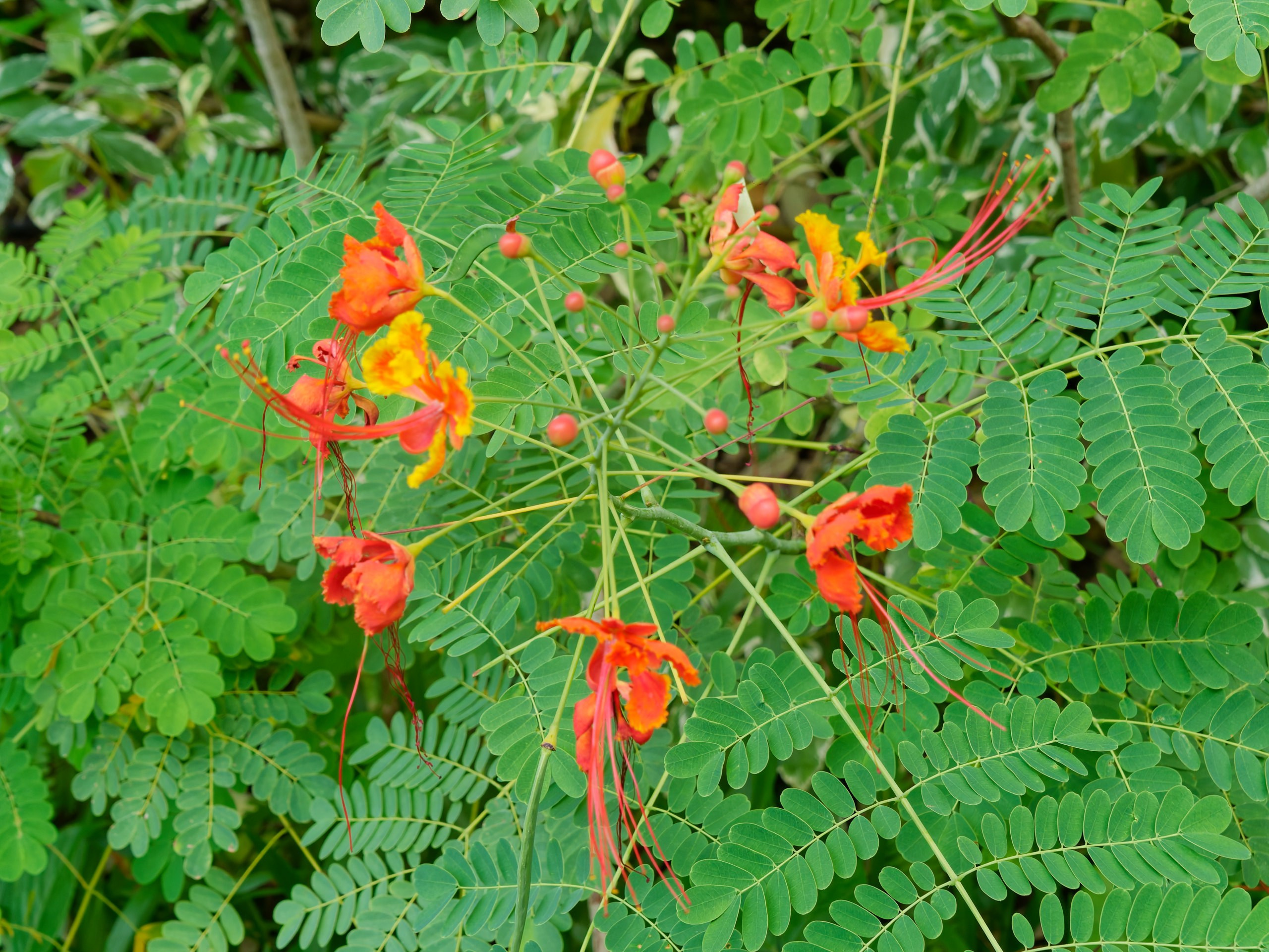 Хайнань 2026, флора, цветы и деревья. Фотопрогулки по Миру