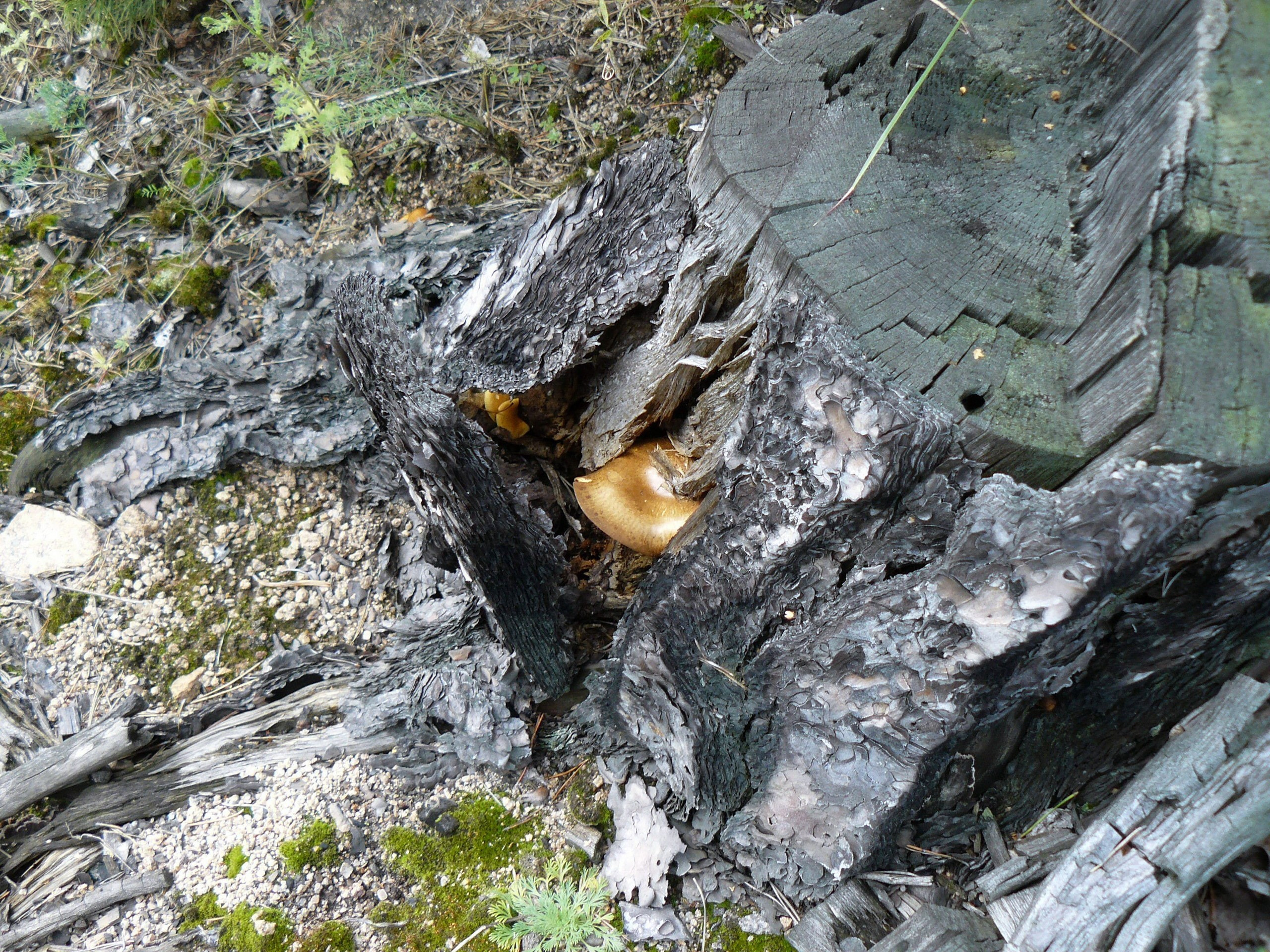 Боровое 2018 (из архива). Избранные фотографии