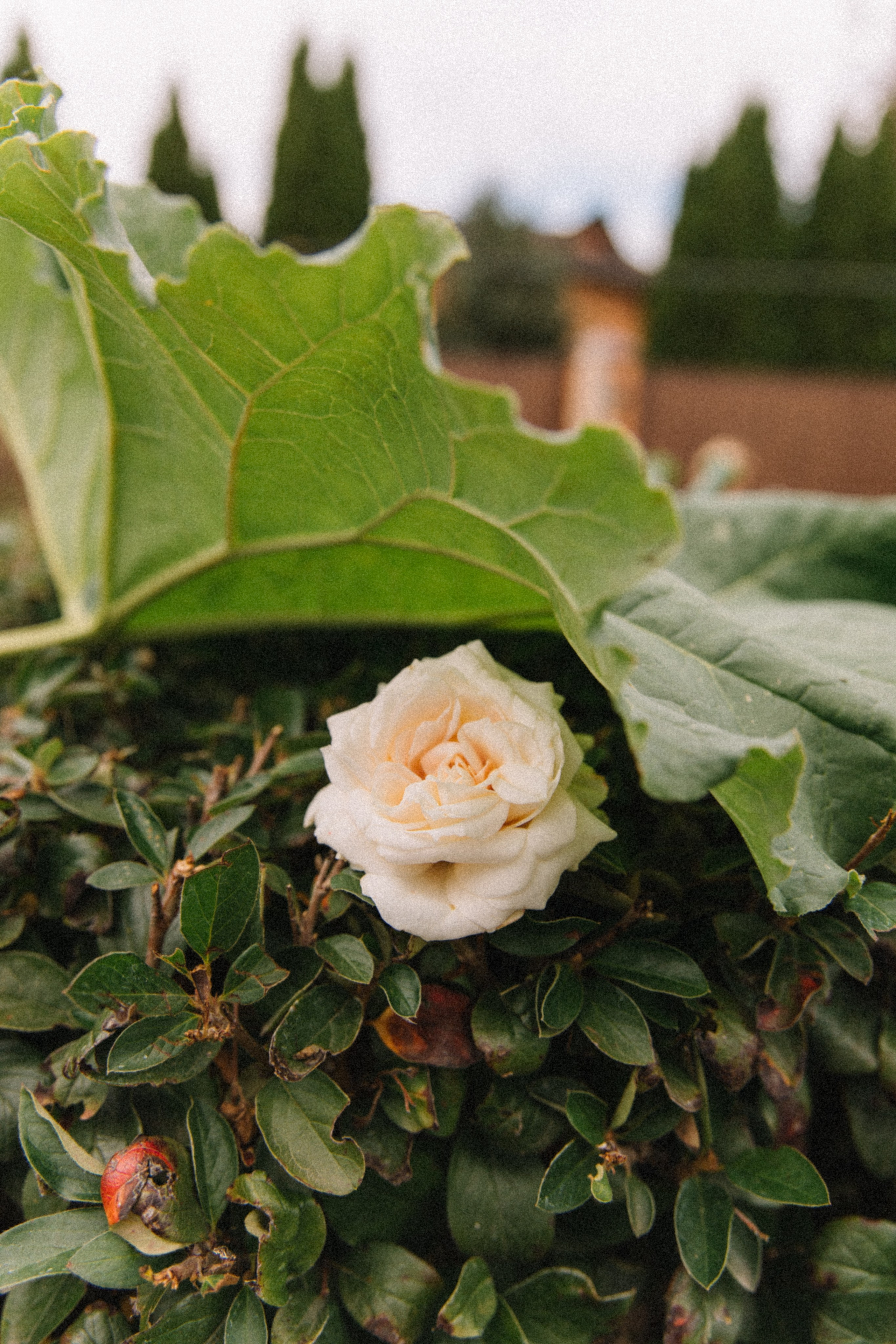 Zo brand. Фотограф Санкт-Петербург. Аврамова Анастасия