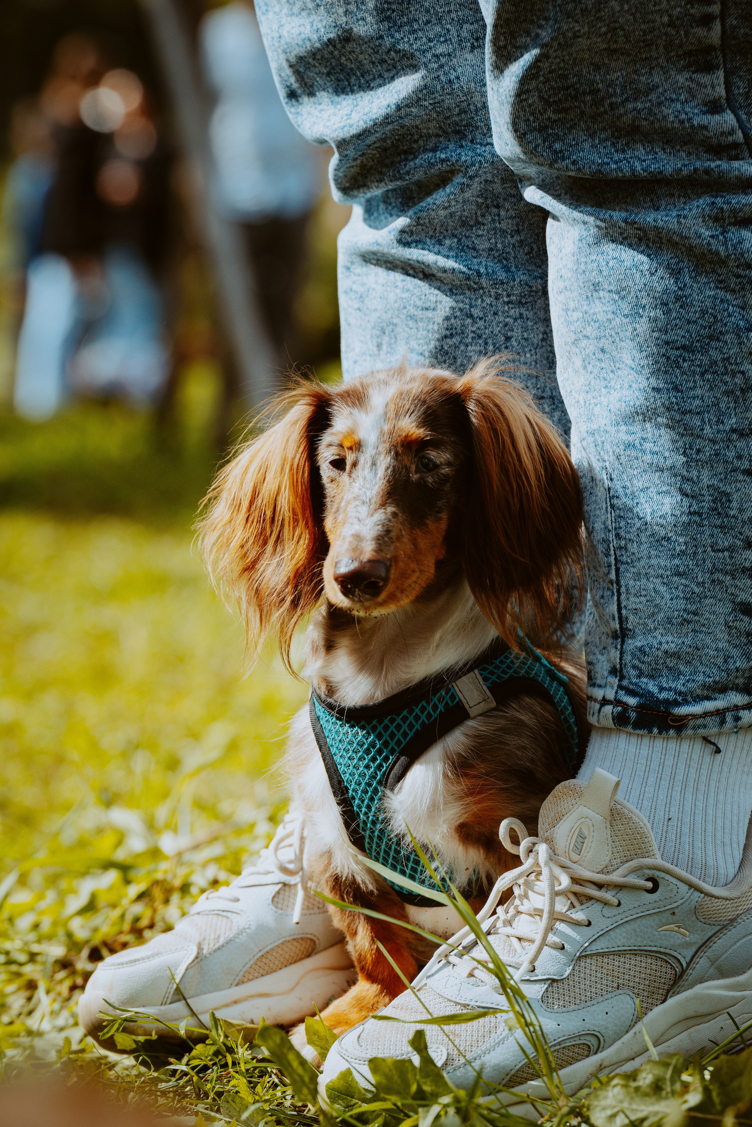 Такспарад. Фотограф анималист в Спб недорого Олеся Майорова