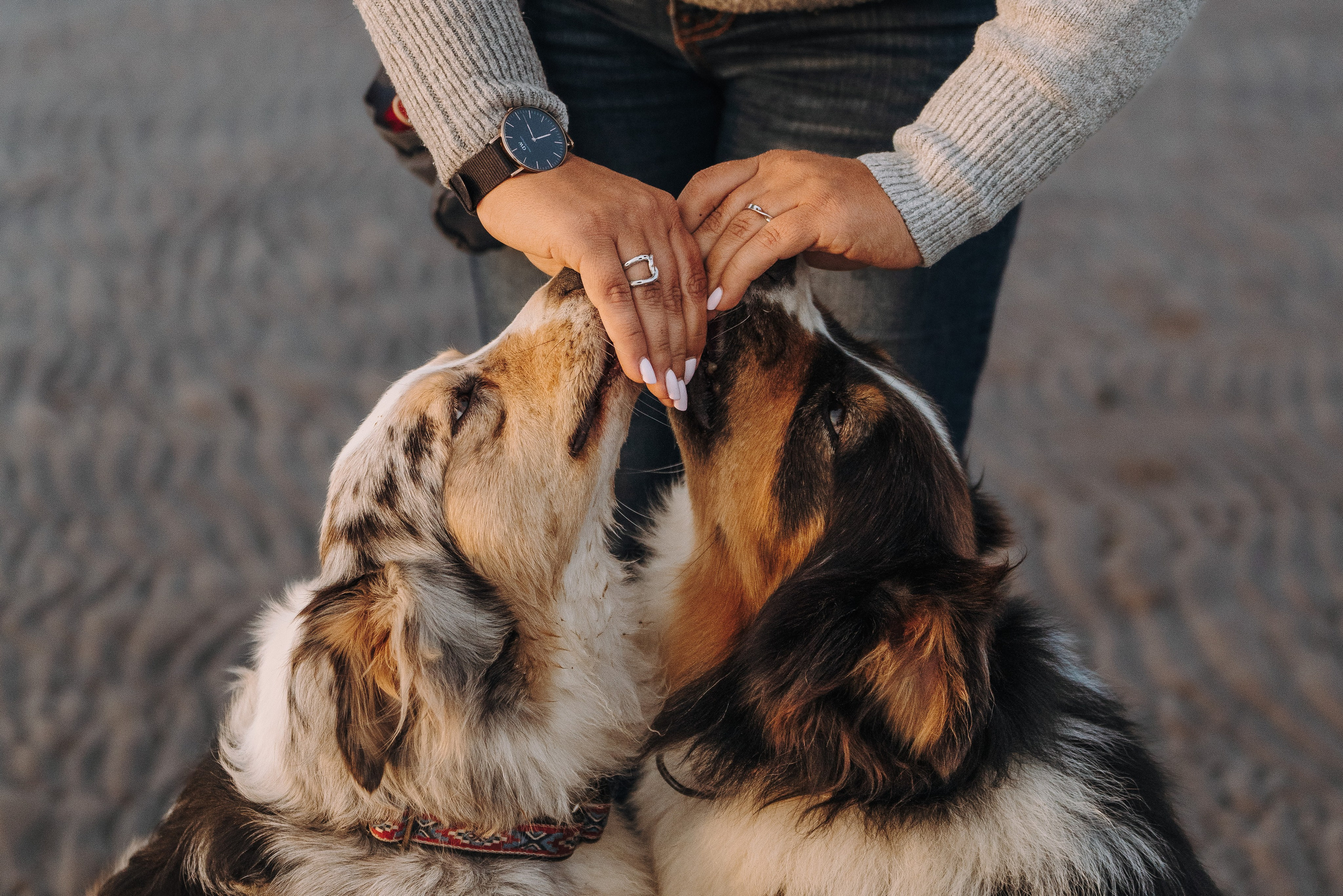Фотограф анималист в Спб. Фотограф анималист в Спб недорого Олеся Майорова