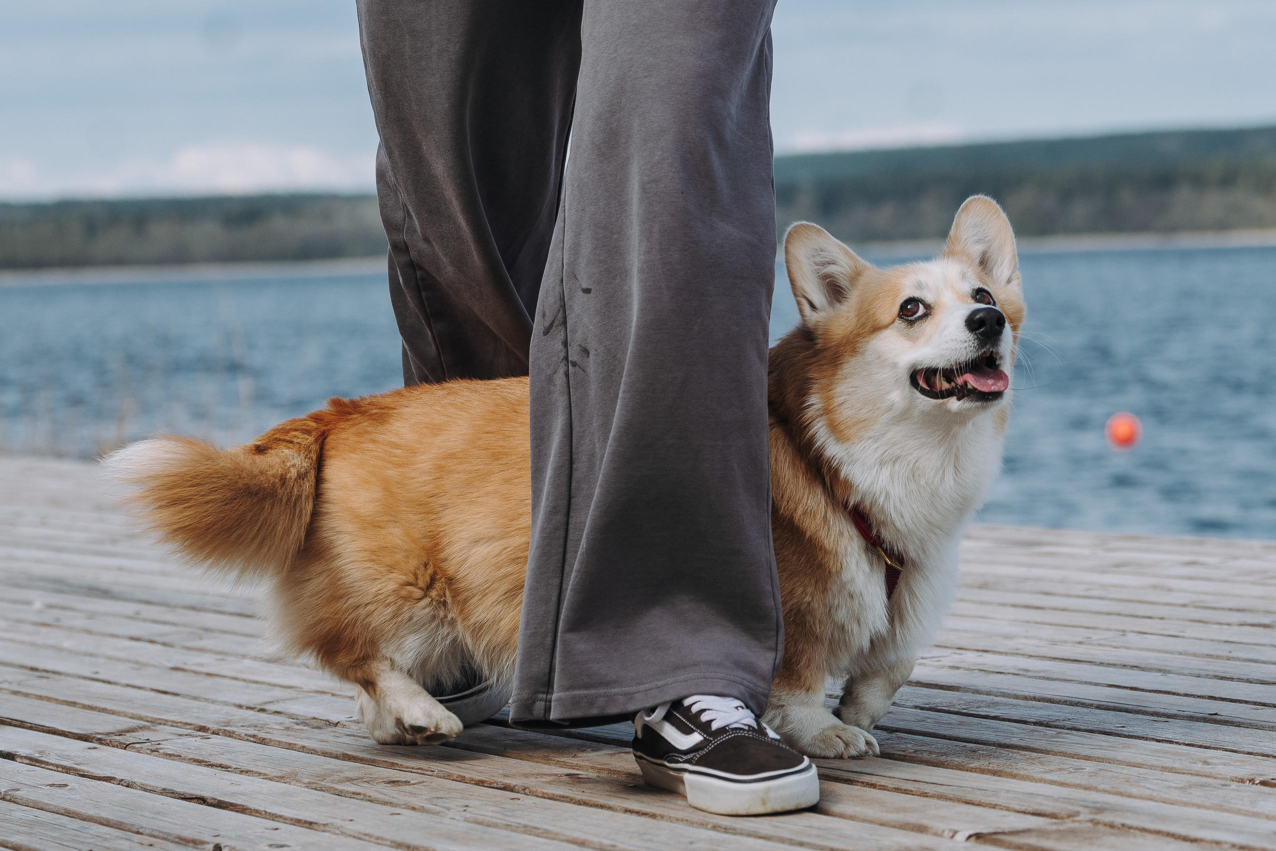 Соревнования по ноузворку в Лосево. Фотограф анималист в Спб недорого Олеся Майорова