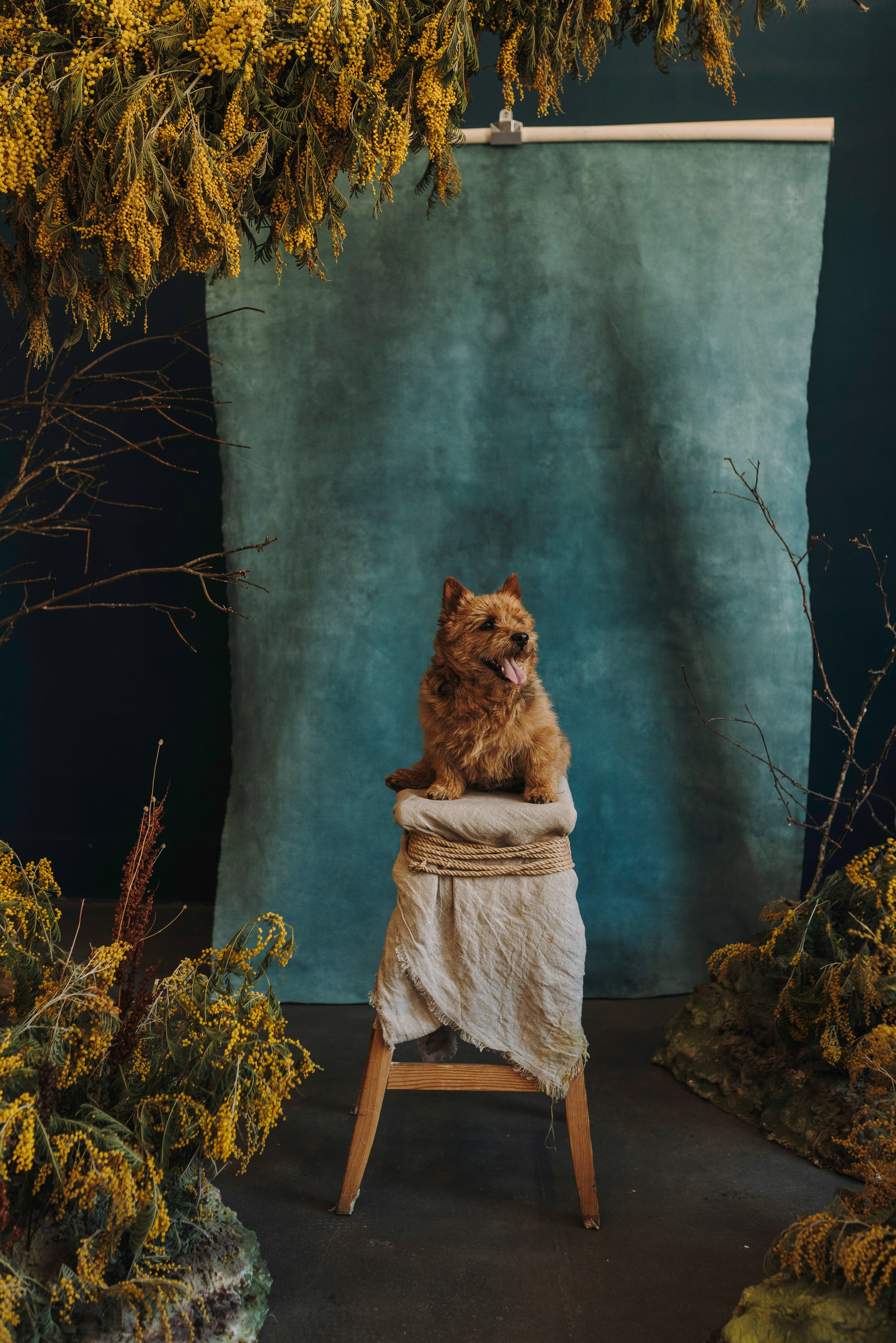 Маша и Рамси. Фотограф анималист в Спб недорого Олеся Майорова