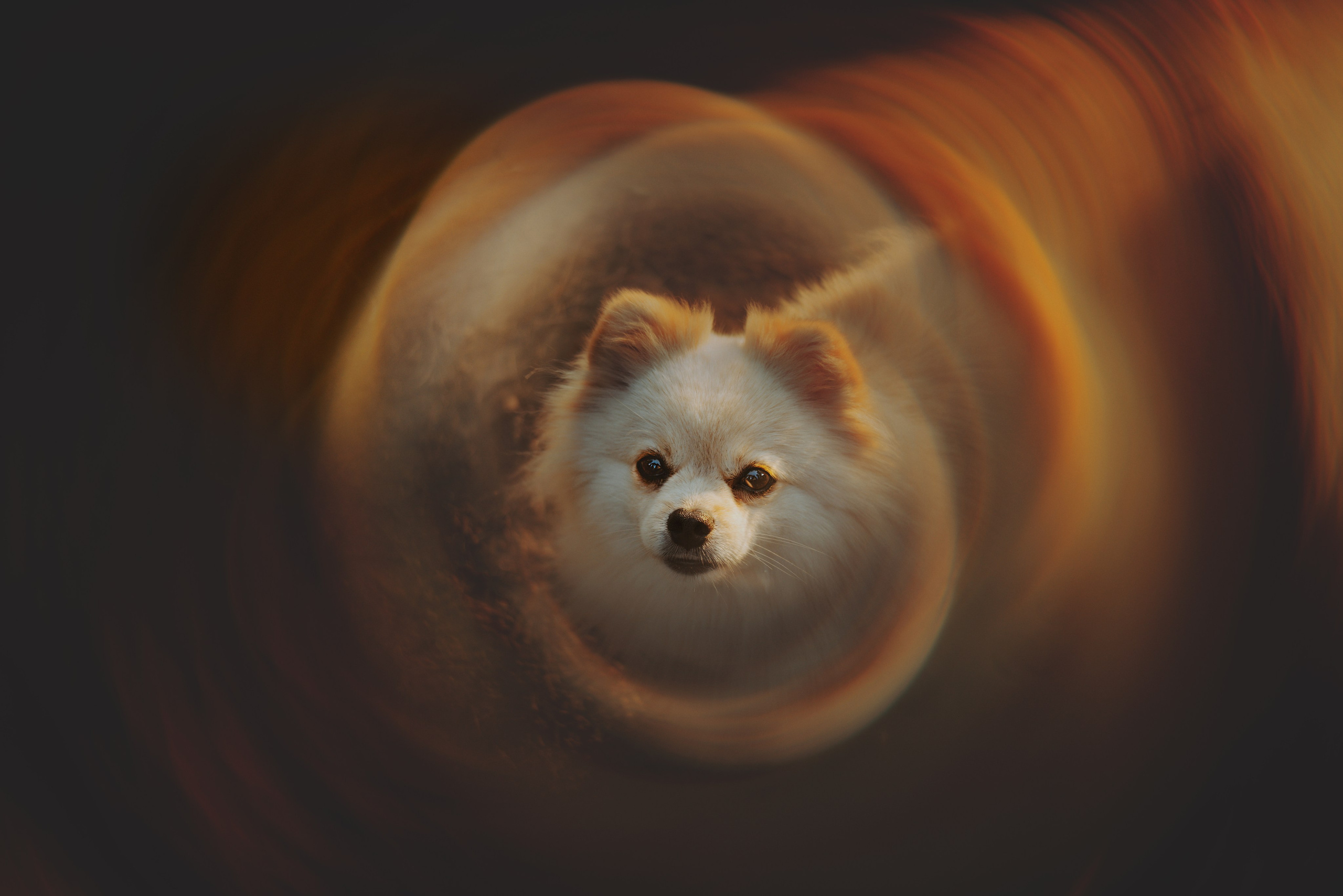 Фотосессия с собачкой в лесу. Фотограф анималист в Спб недорого Олеся Майорова