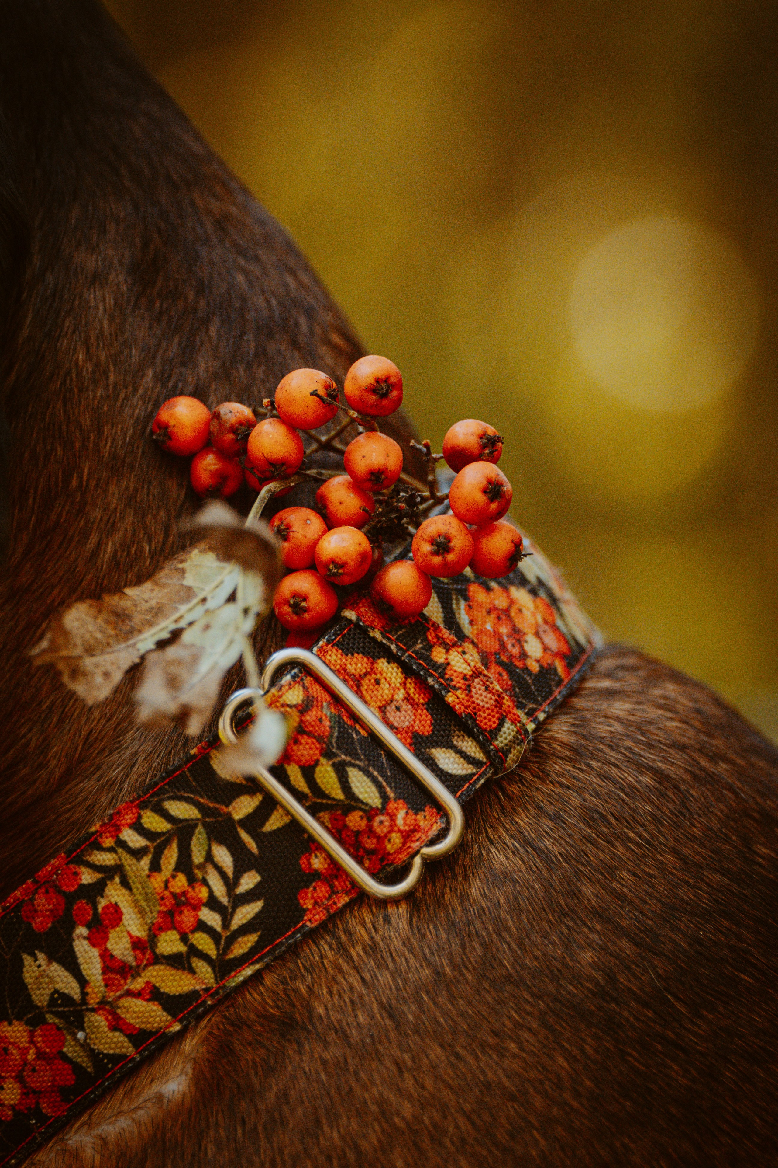 Ольга, Рора и Румпель. Фотограф анималист в Спб недорого Олеся Майорова