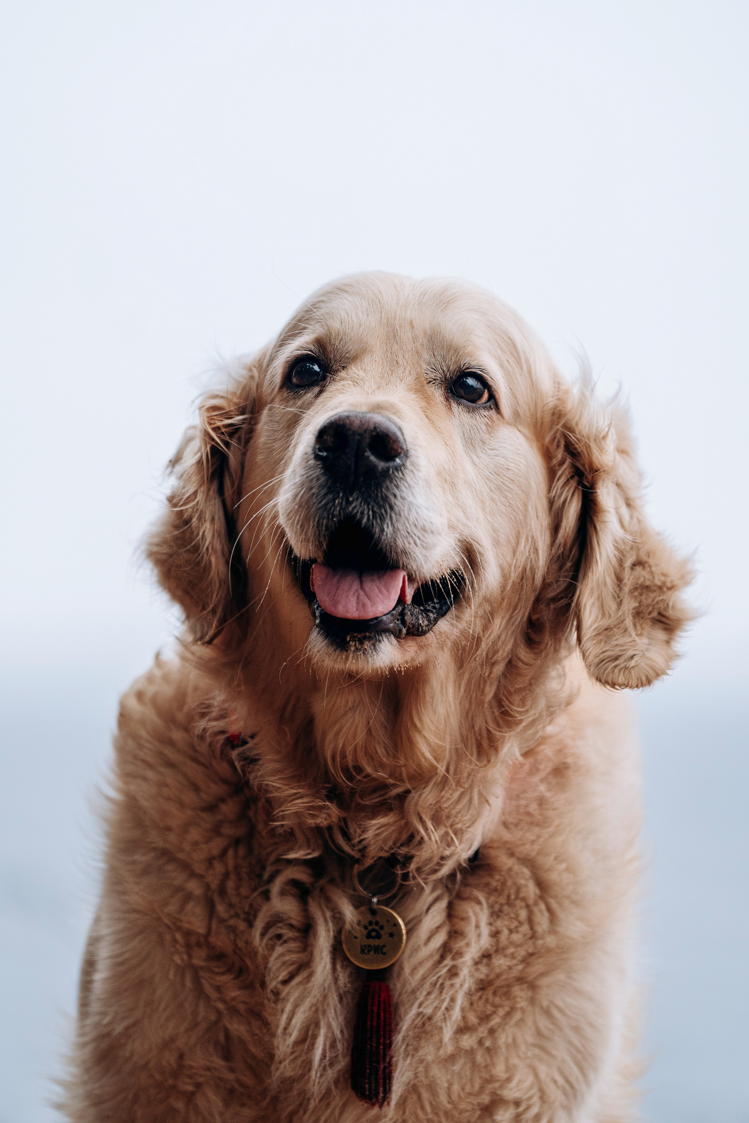 Асти, Крис и Александра. Фотограф анималист в Спб недорого Олеся Майорова