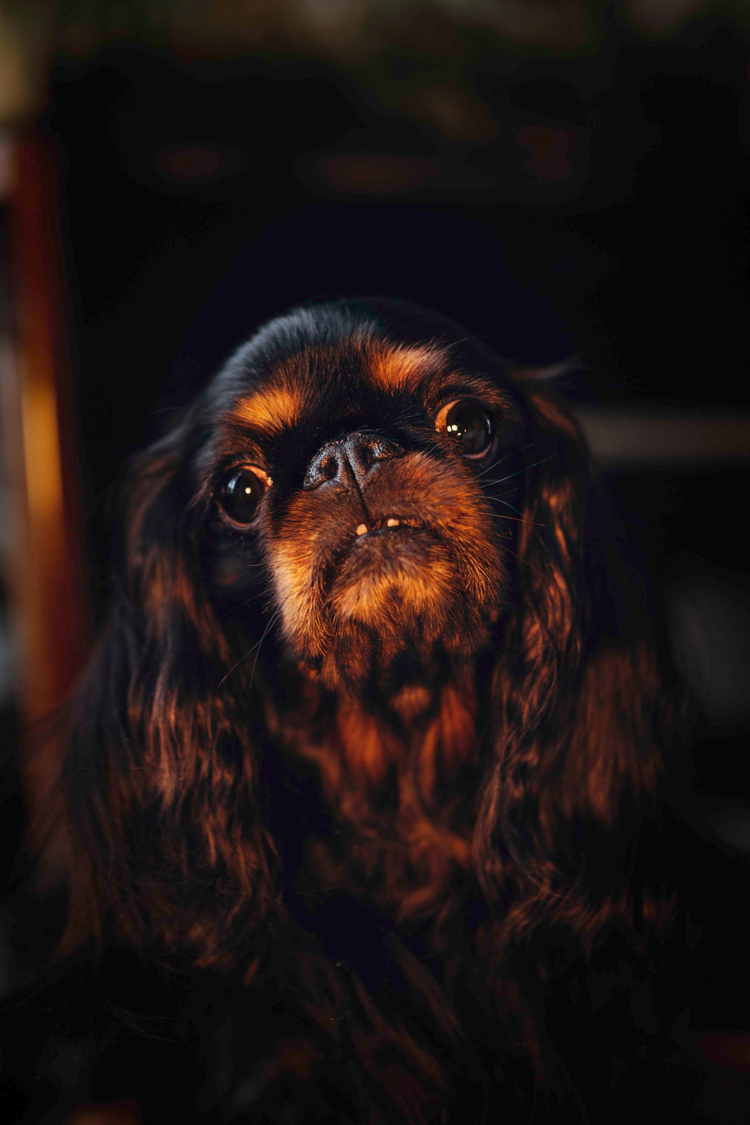 Ариша и её семья. Фотограф анималист в Спб недорого Олеся Майорова