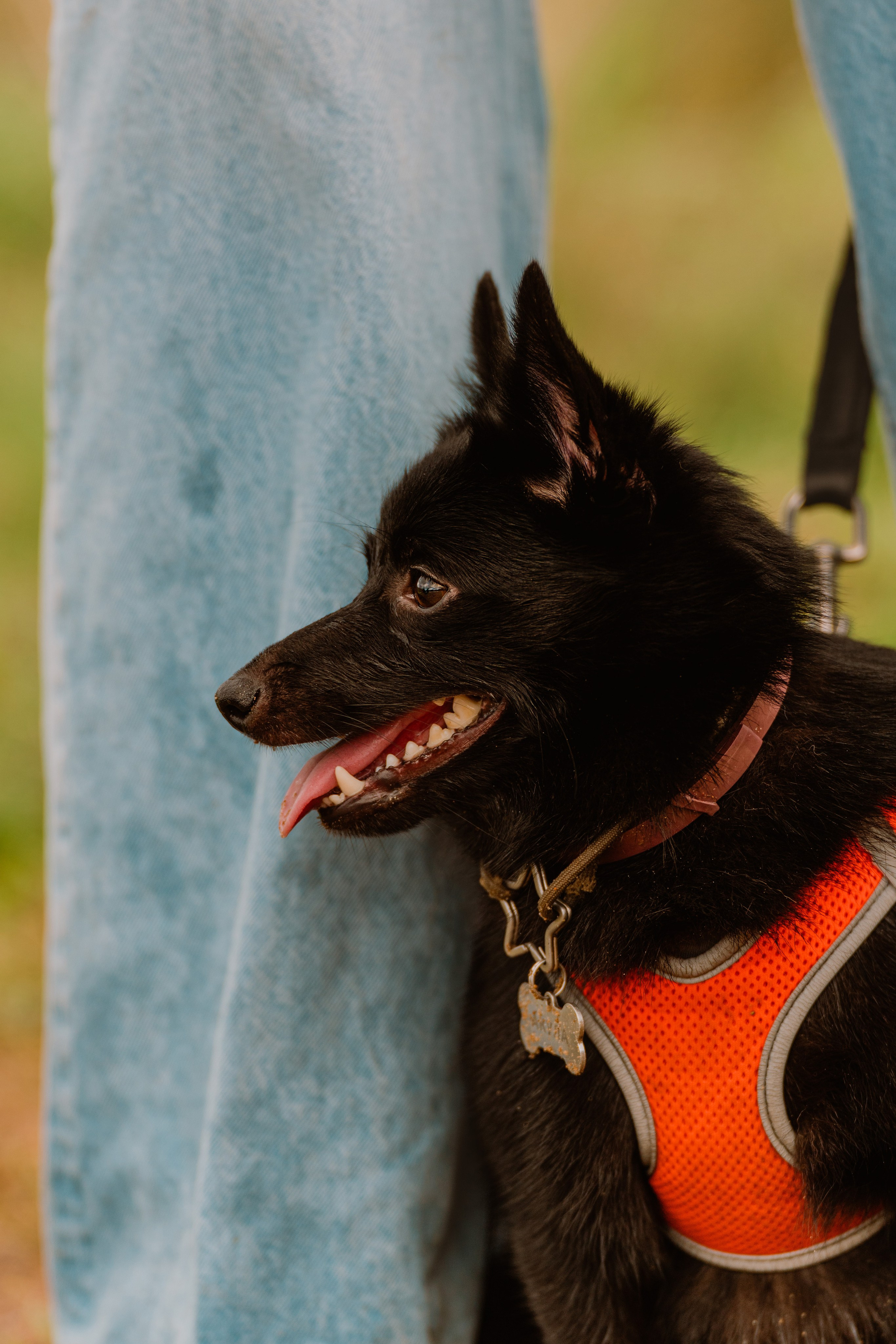 Евгения и Акула. Фотограф анималист в Спб недорого Олеся Майорова