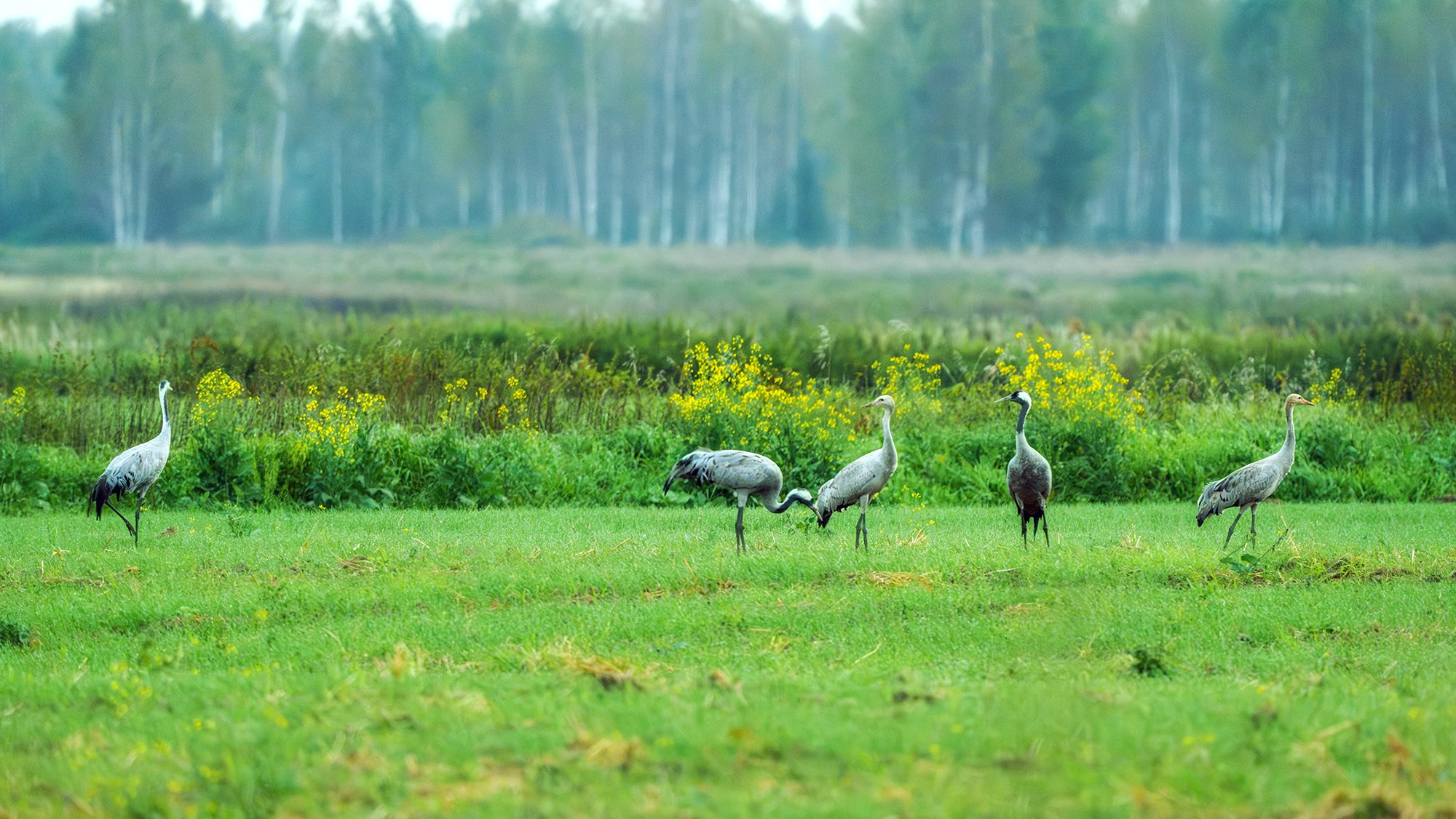 Удивительные мир птиц. Вокруг нас столько прекрасного — присмотритесь!. Ваш личный фотограф Марина Волкова