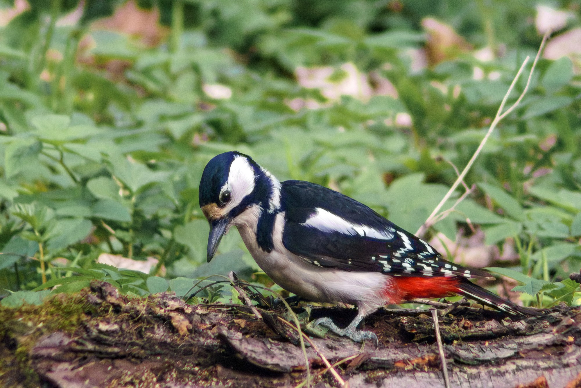 Удивительные мир птиц. Вокруг нас столько прекрасного — присмотритесь!. Ваш личный фотограф Марина Волкова