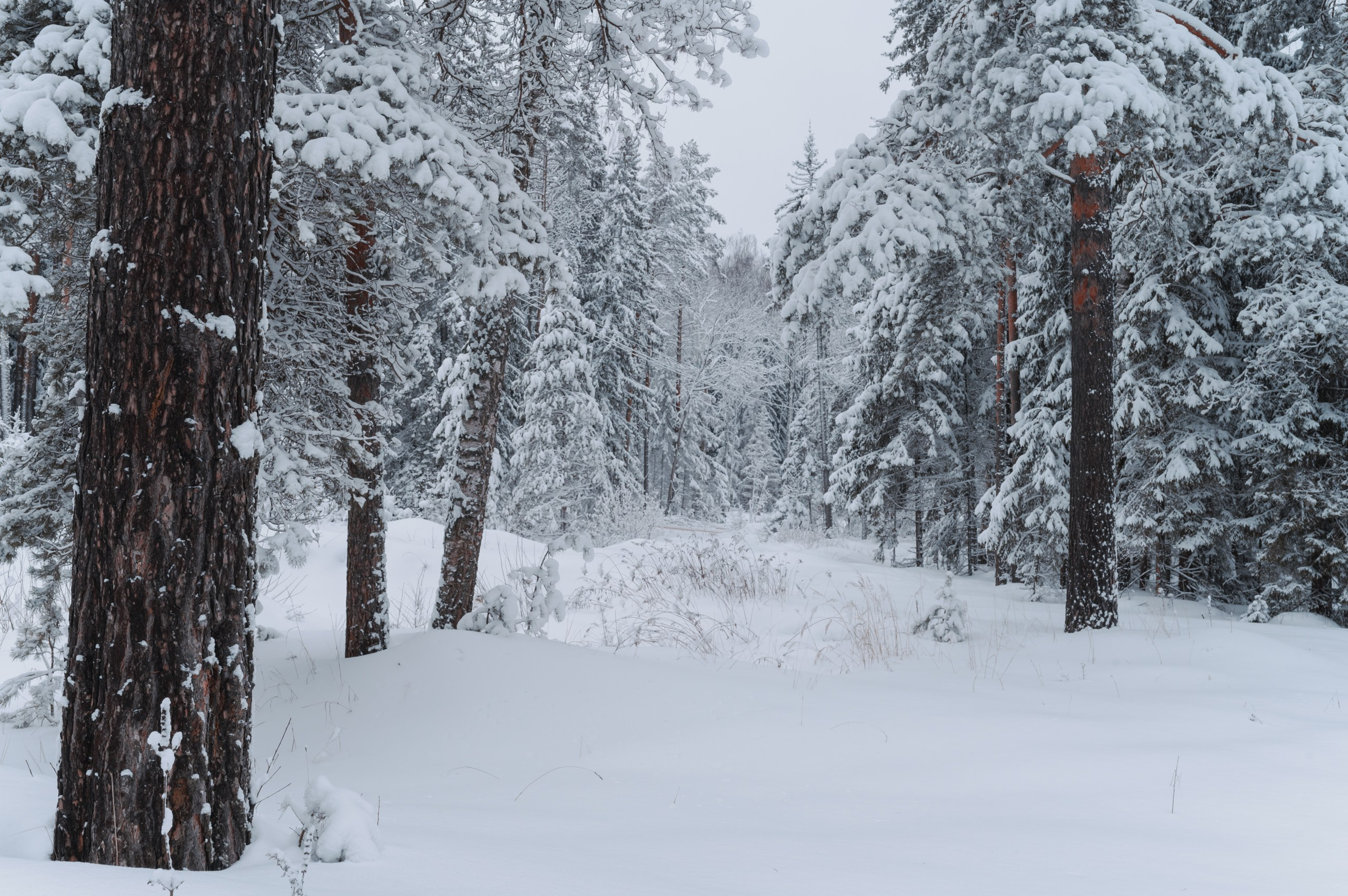 Январь. Komonev