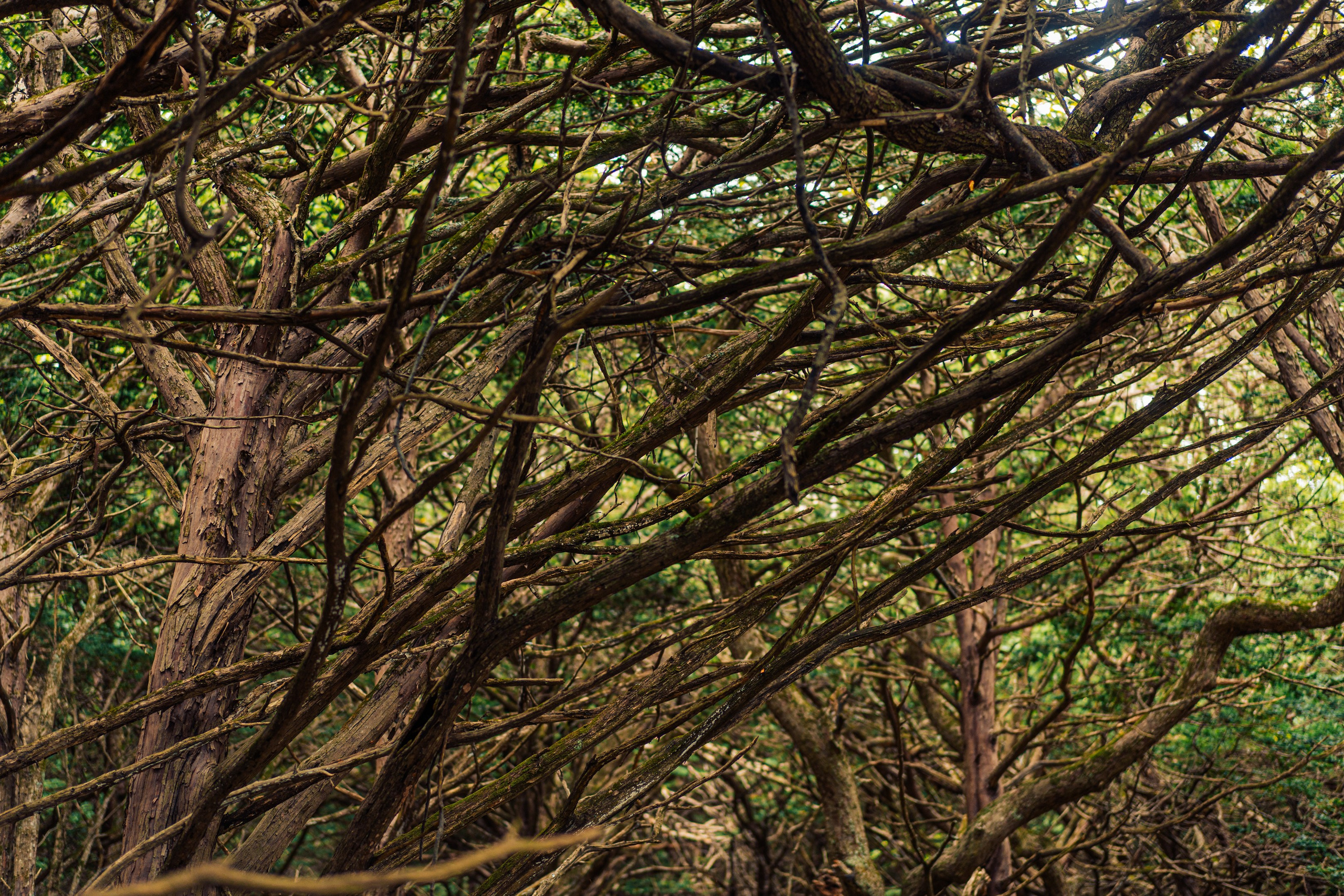 Тисовая роща | Остров Петрова. Иван Зайцев (IZIART) — создание культурного кода через фото и видео