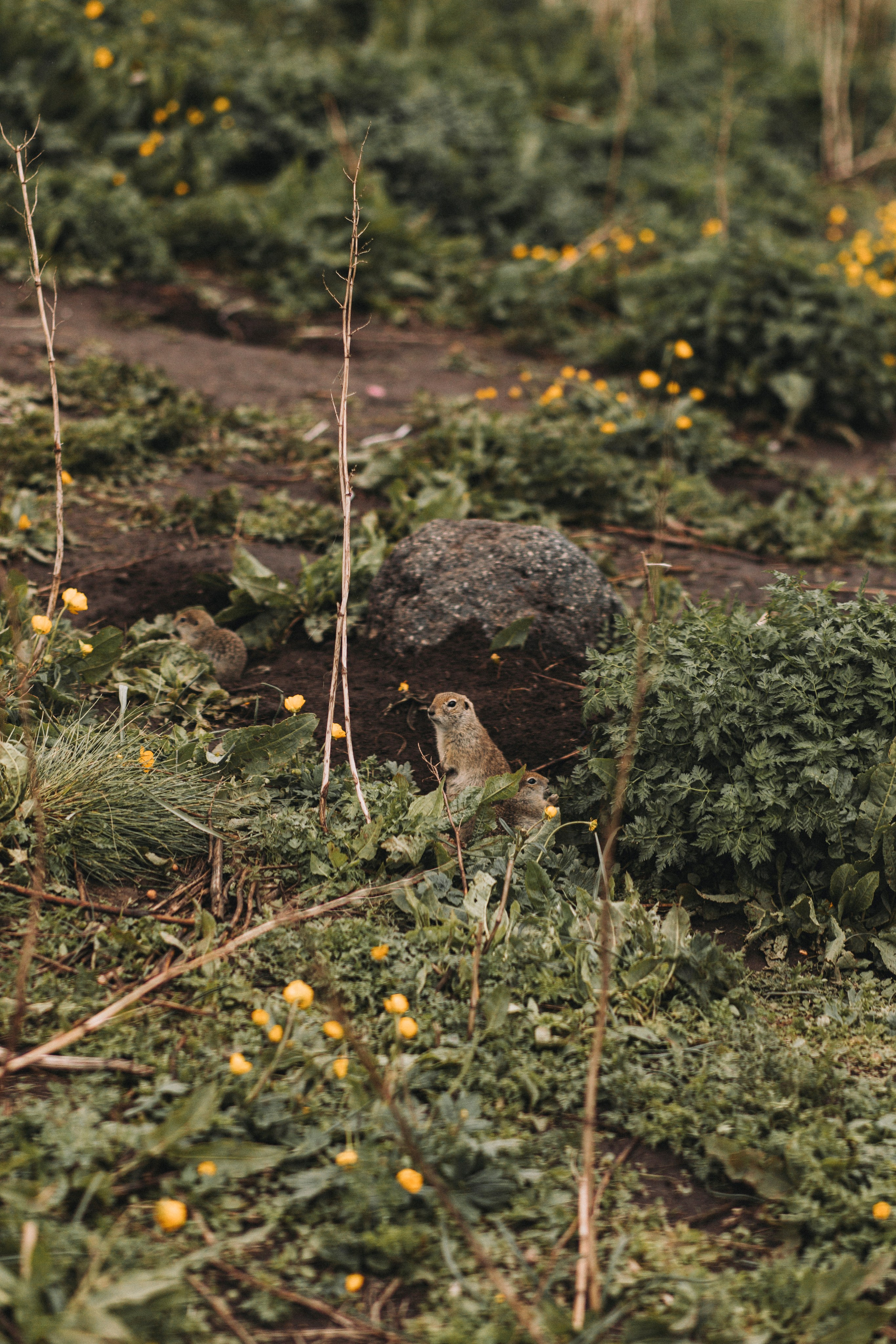ЛЮТИКОВОЕ ЦАРСТВО. Фотограф Настя Конник | Пятигорск | Эльбрус | Домбай | Архыз | Видеограф КМВ