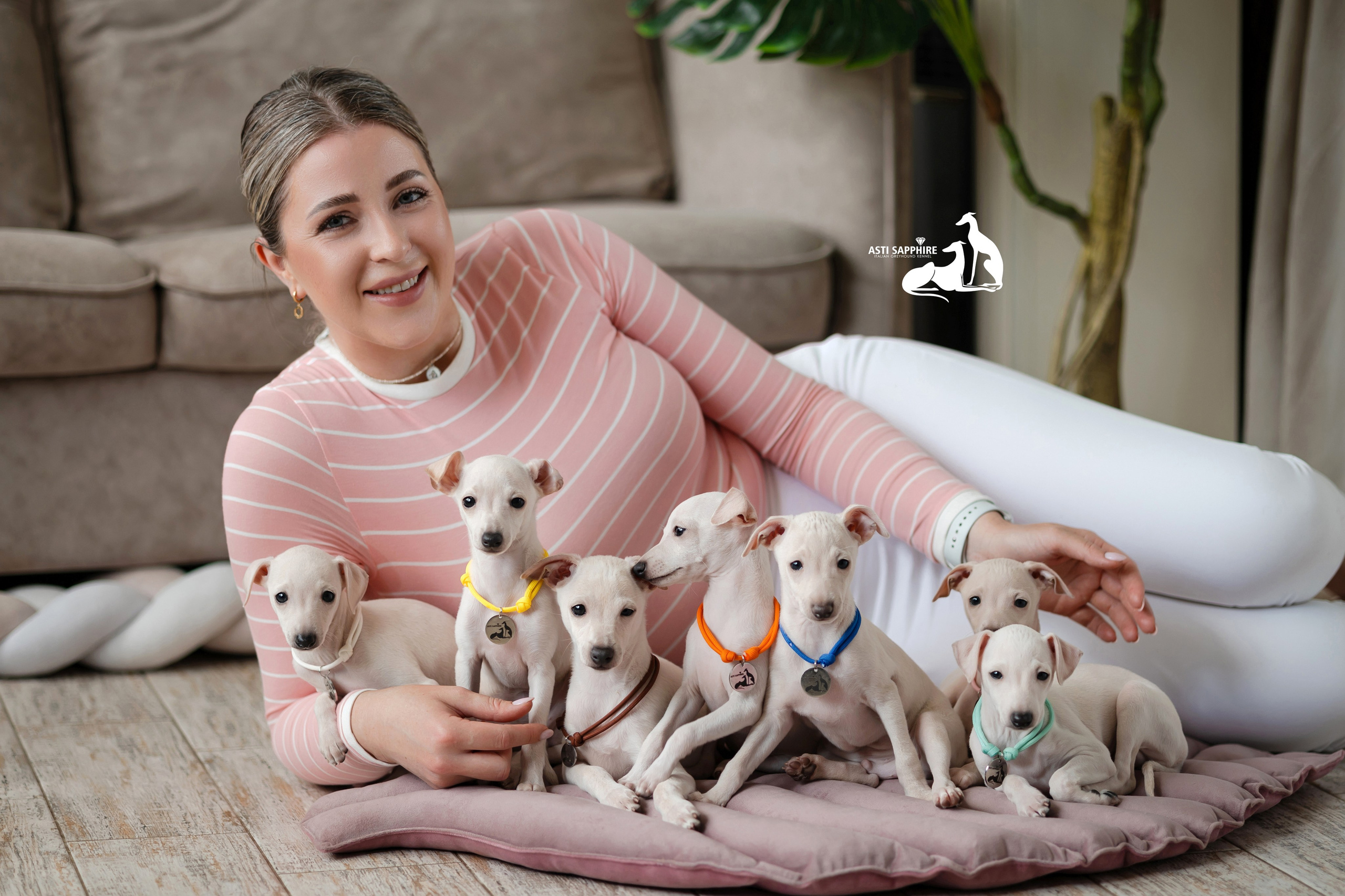 Белоснежные. Professional Italian Greyhound Kennel RKF/FCI ASTI SAPPHIRE 💎 Sochi|St. Petersburg
