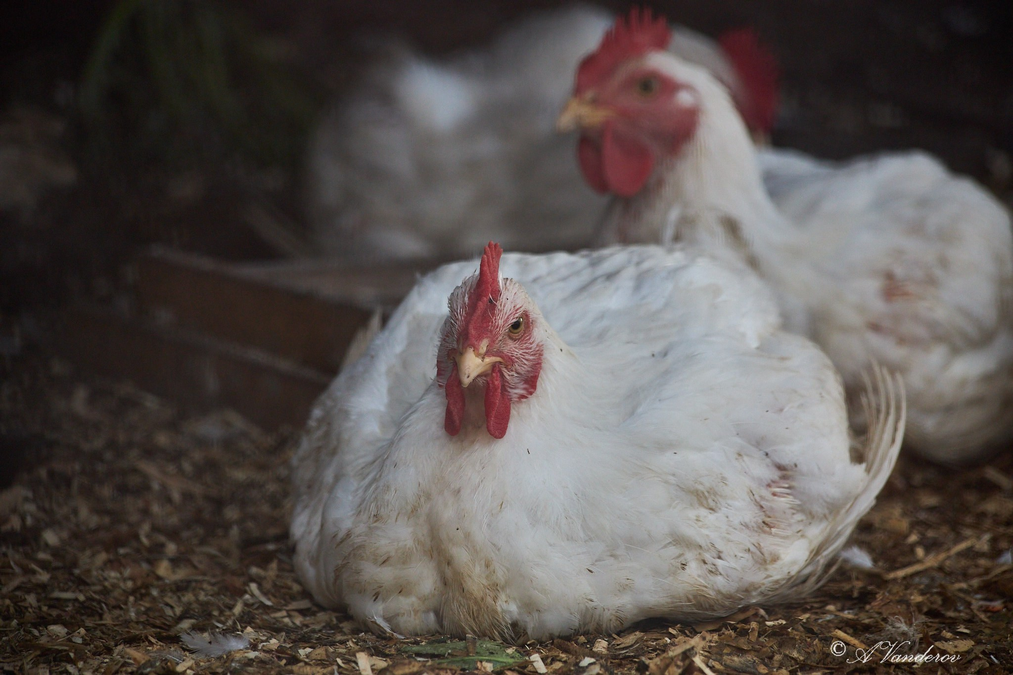 Село Савкино Баганского района Новосибирской области. Фотограф Омск | Александр Вандеров