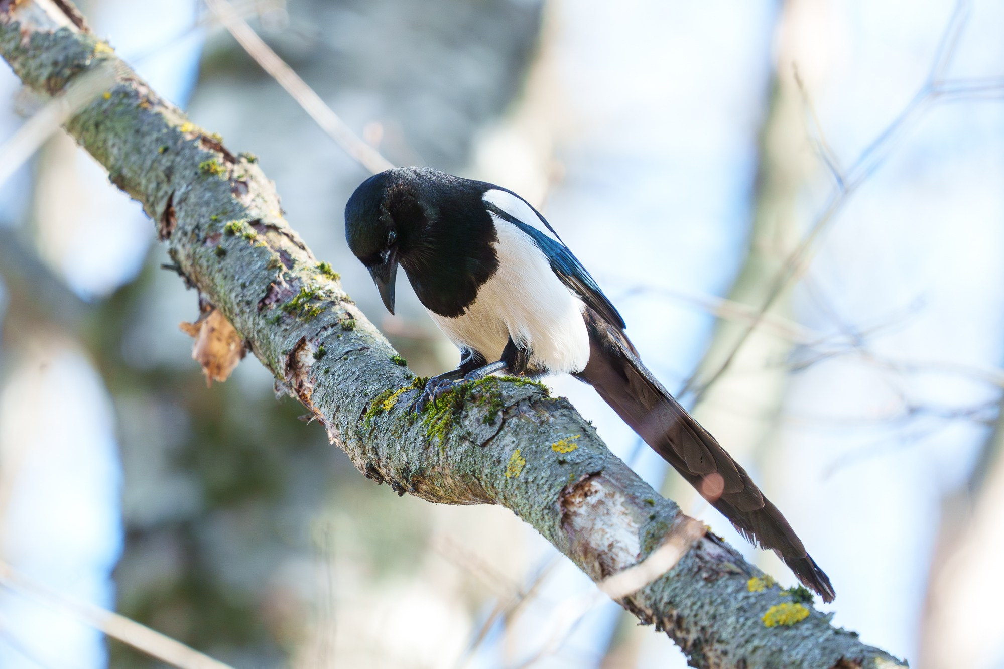Удивительные мир птиц. Вокруг нас столько прекрасного — присмотритесь!. Ваш личный фотограф Марина Волкова