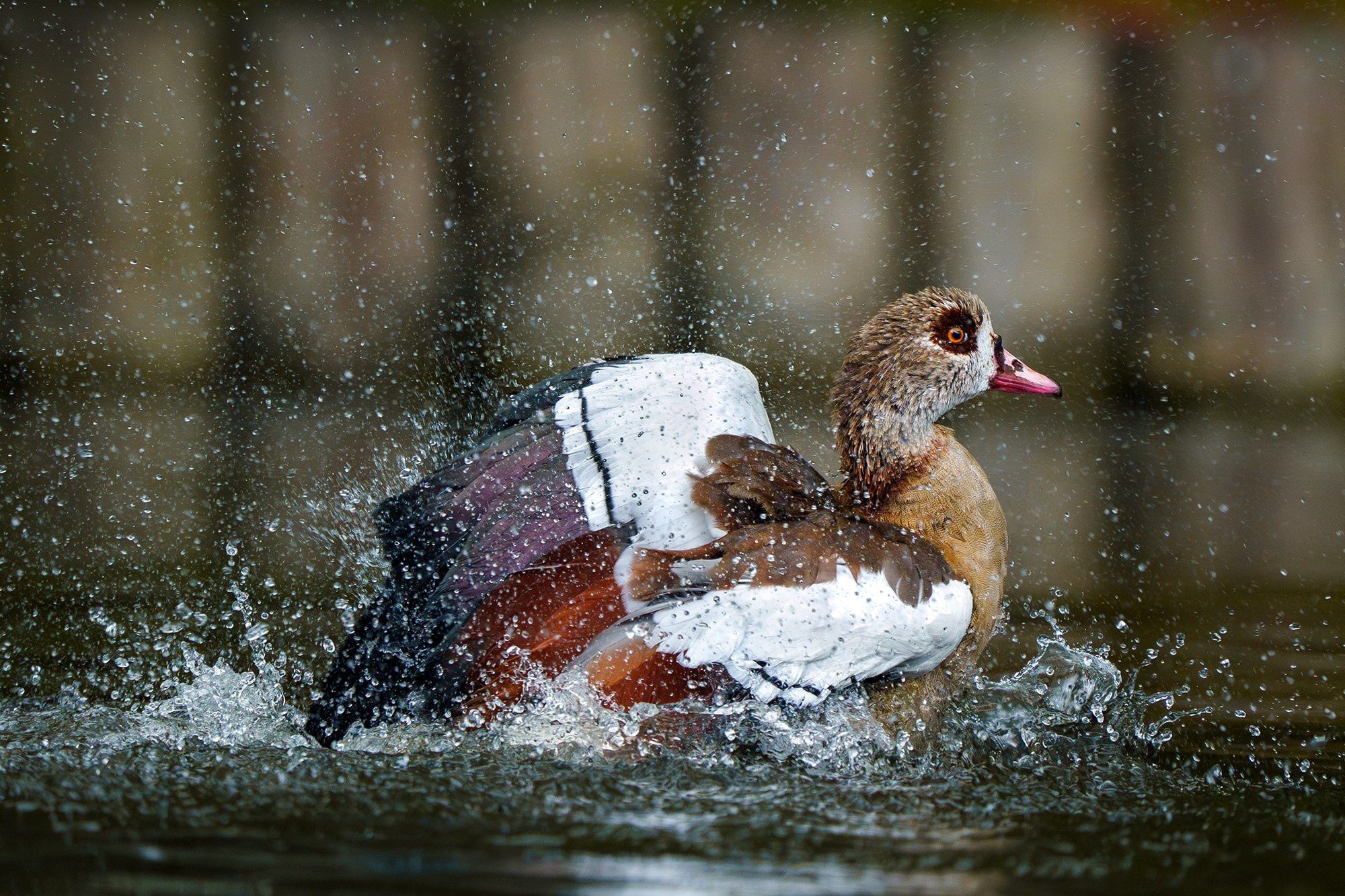 Удивительные мир птиц. Вокруг нас столько прекрасного — присмотритесь!. Ваш личный фотограф Марина Волкова