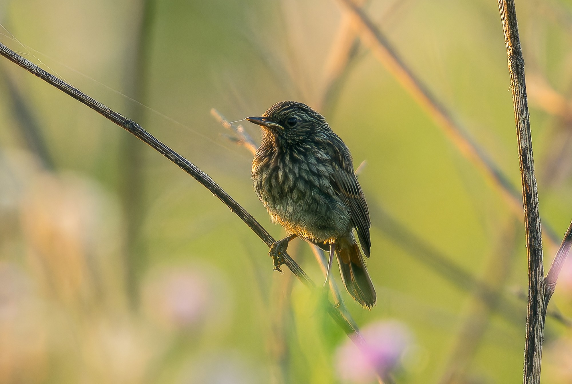 Удивительные мир птиц. Вокруг нас столько прекрасного — присмотритесь!. Ваш личный фотограф Марина Волкова