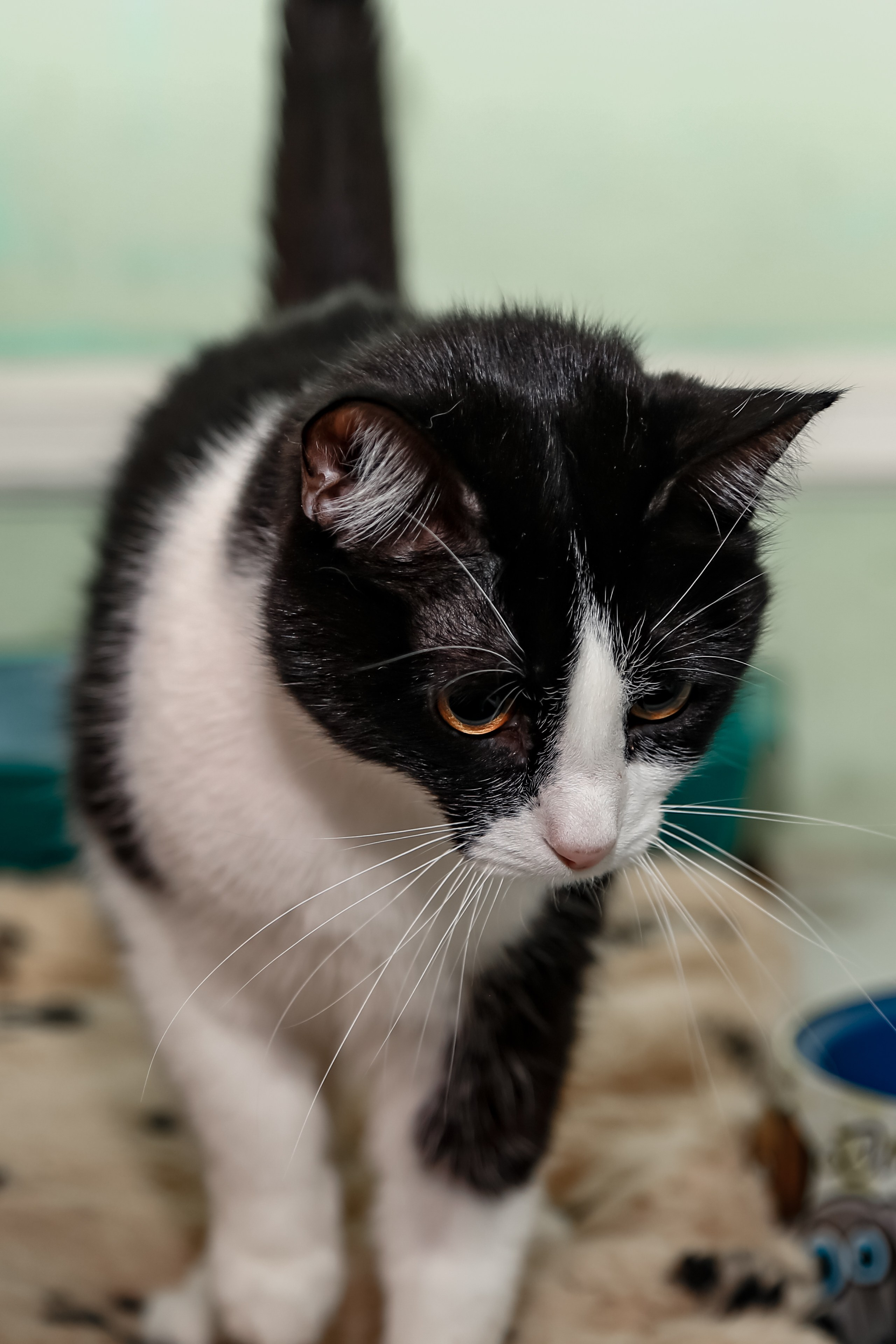 Приют Кошкин Дом Филимоша. Ваш фотограф в Оренбурге Рощупкина Екатерина