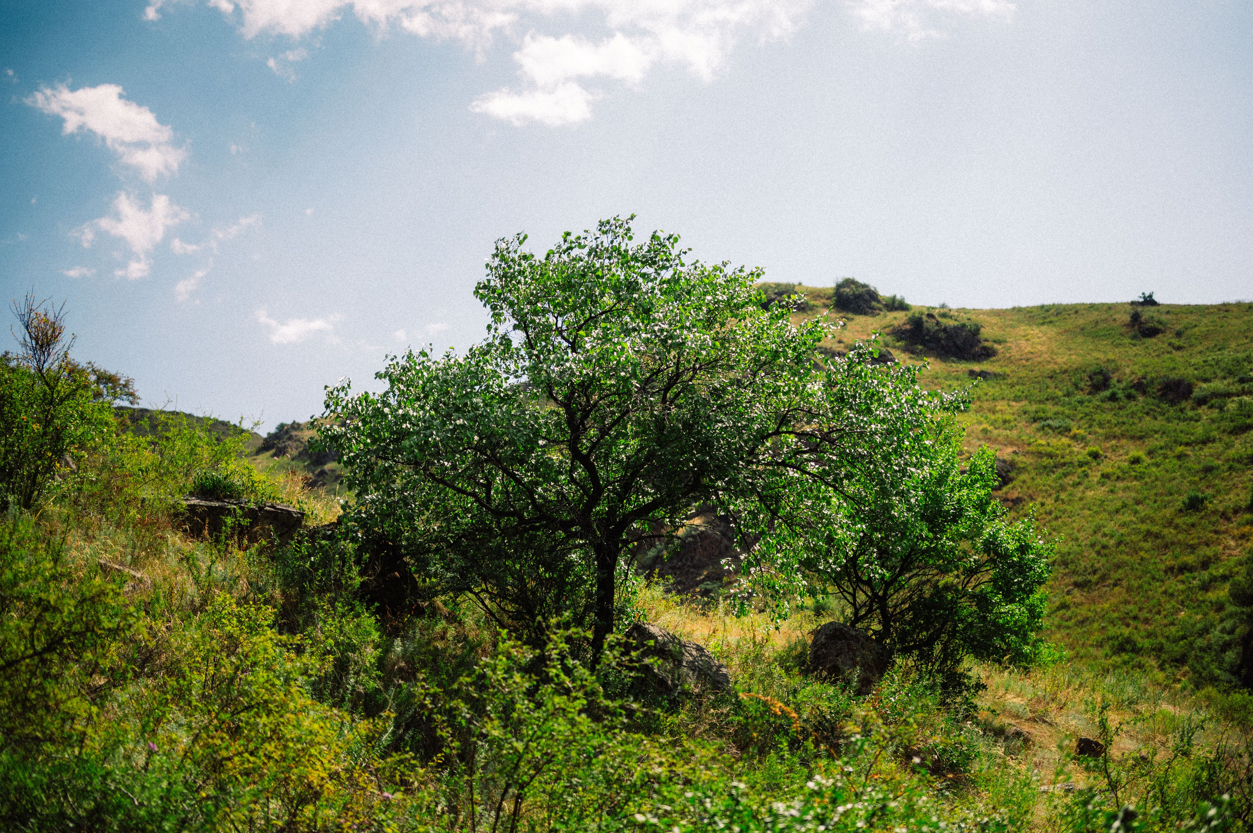 Плато Ассы: июль 2025. Фотограф в Алматы — Дарья Фёдорова
