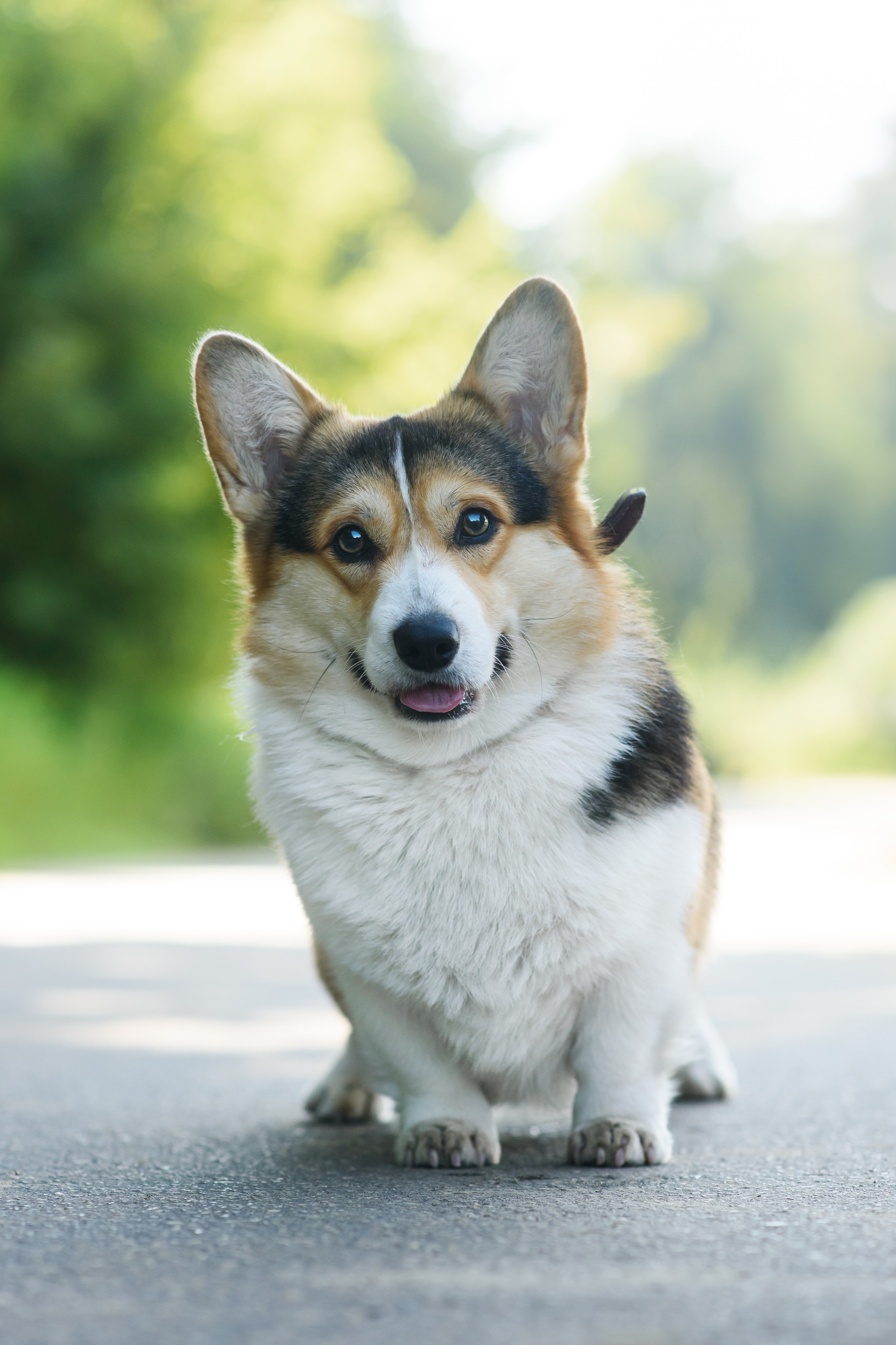 Майк и Лея — 29.08.2024. Фотограф — Анималист | Анна Абрамова