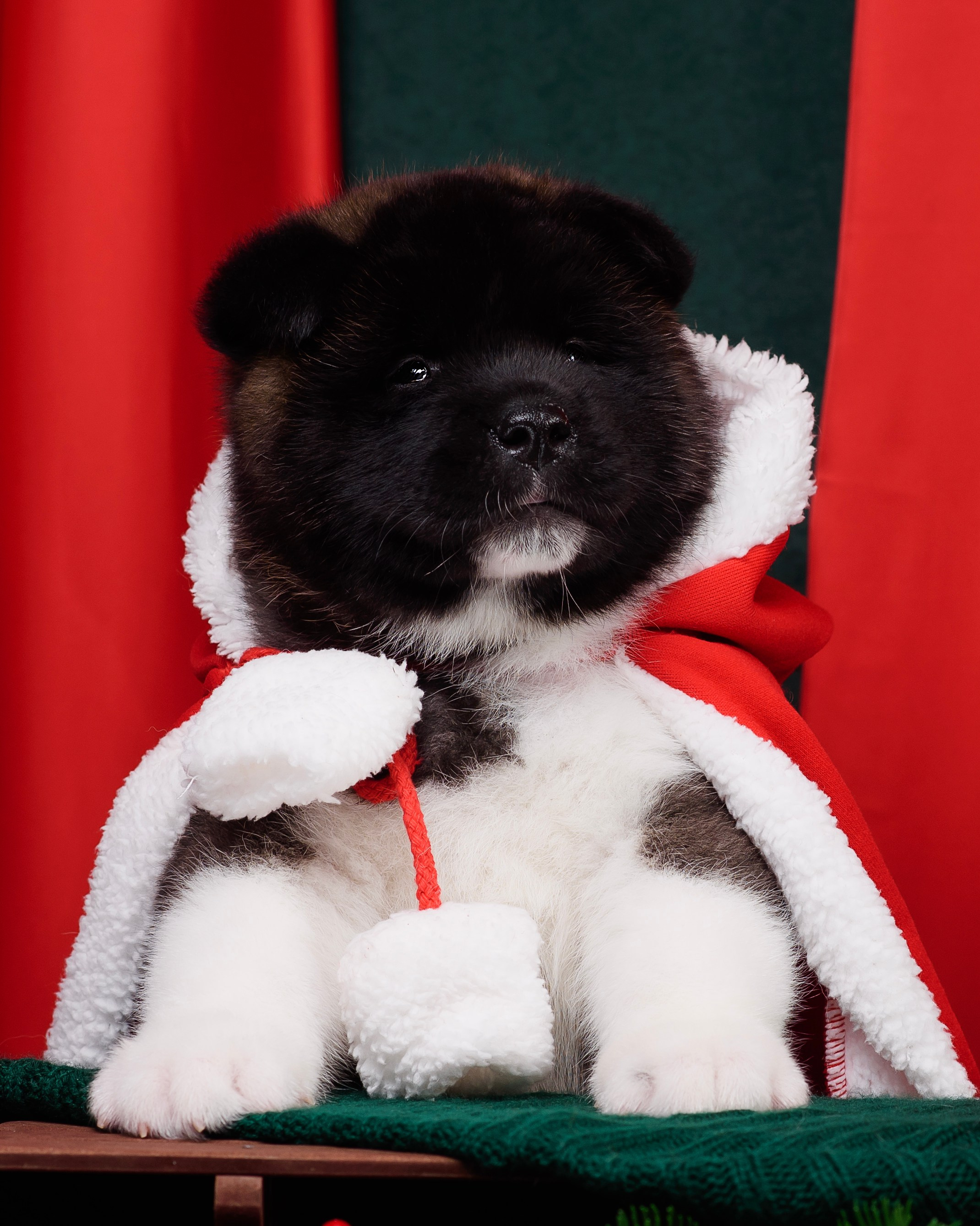 Щенки Американской Акиты. Фотограф — Анималист | Анна Абрамова