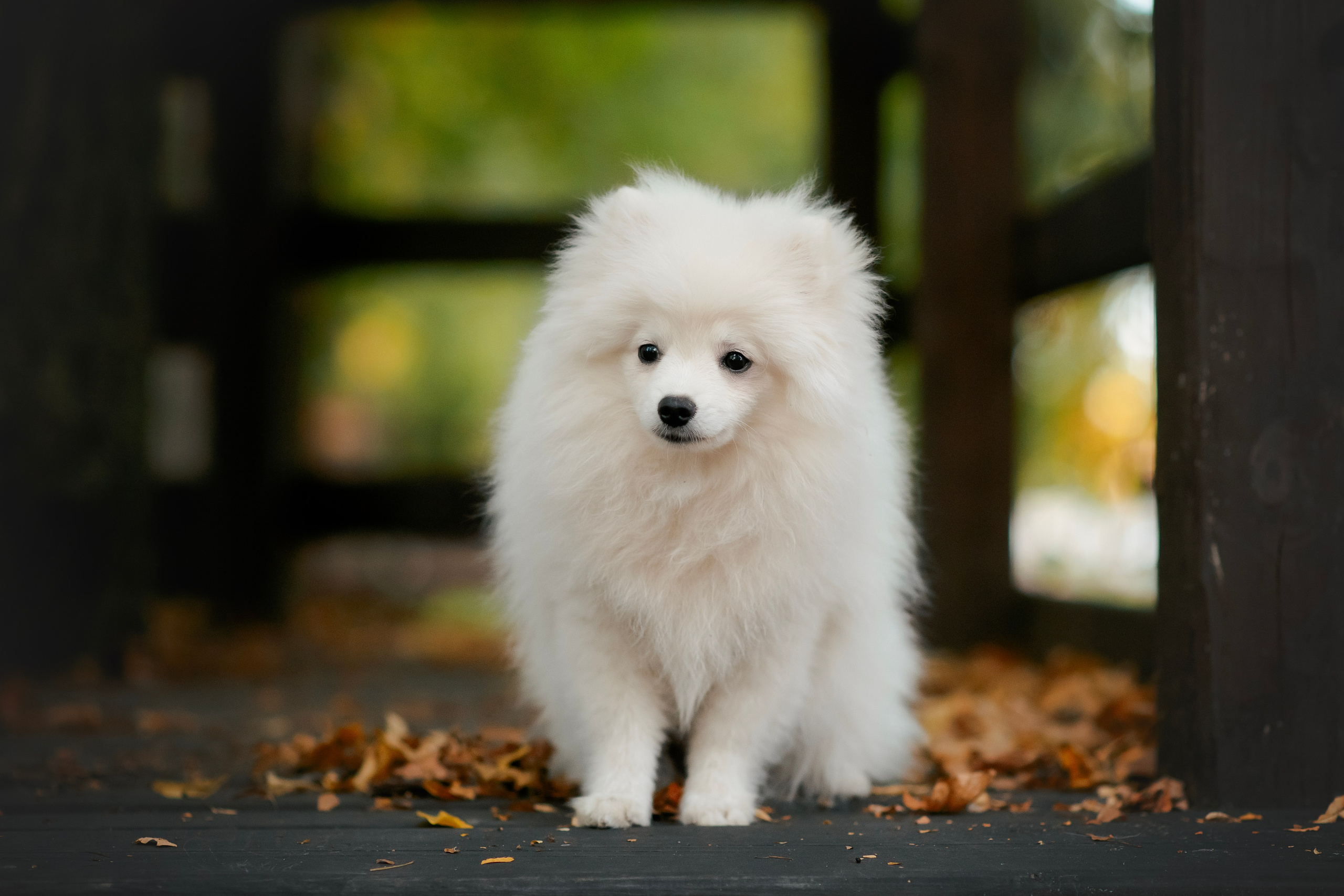 Малый немецкий шпиц — 18.09.2025. Фотограф — Анималист | Анна Абрамова