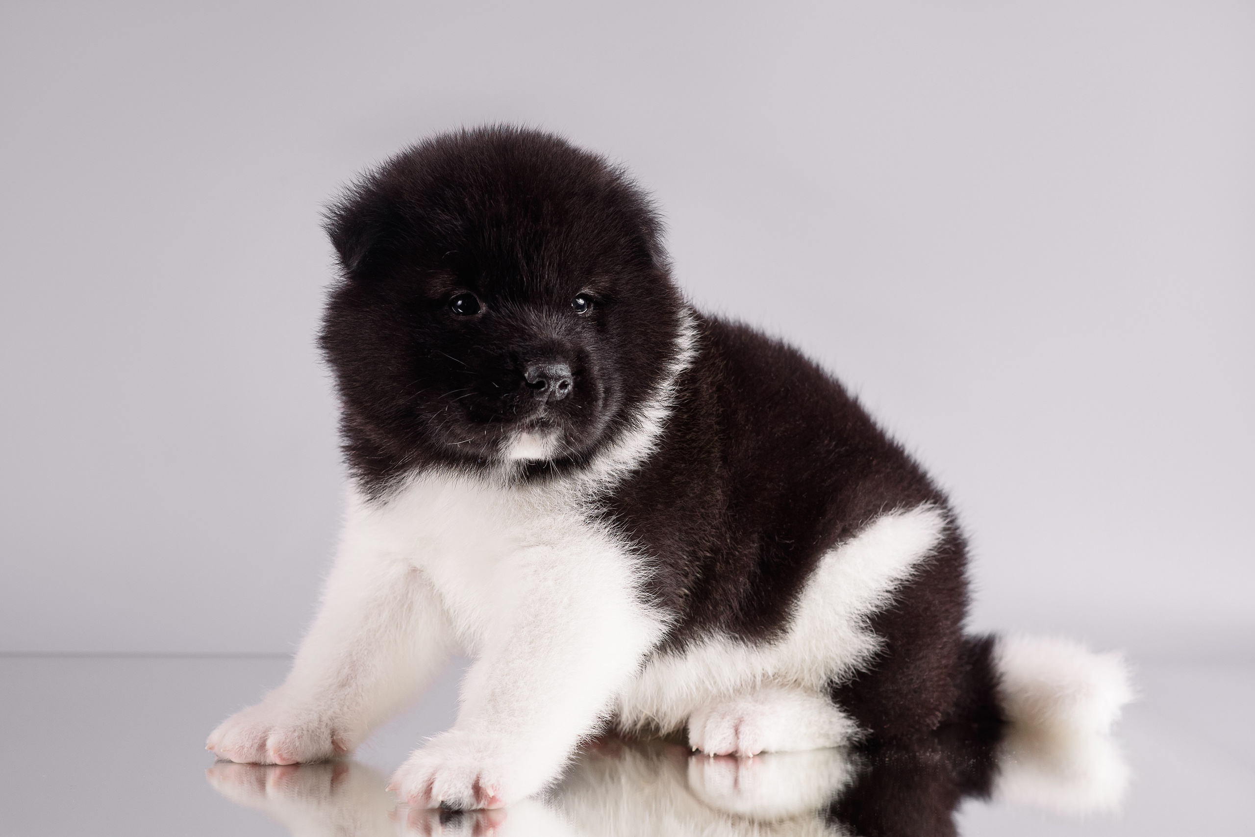 Щенки Американской Акиты — 04.11.2024. Фотограф — Анималист | Анна Абрамова