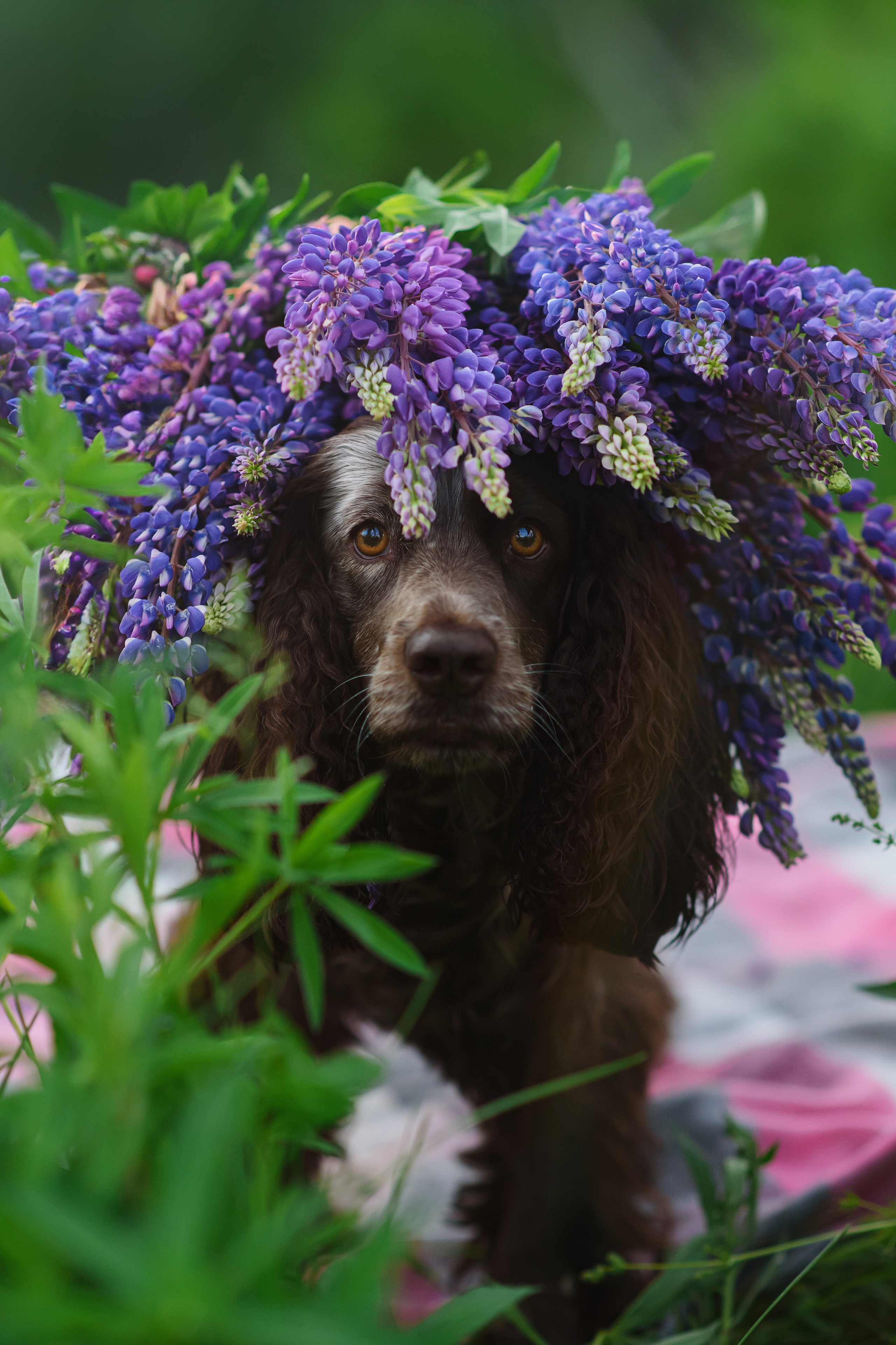 Света и Рей — 09.06.2024. Фотограф — Анималист | Анна Абрамова