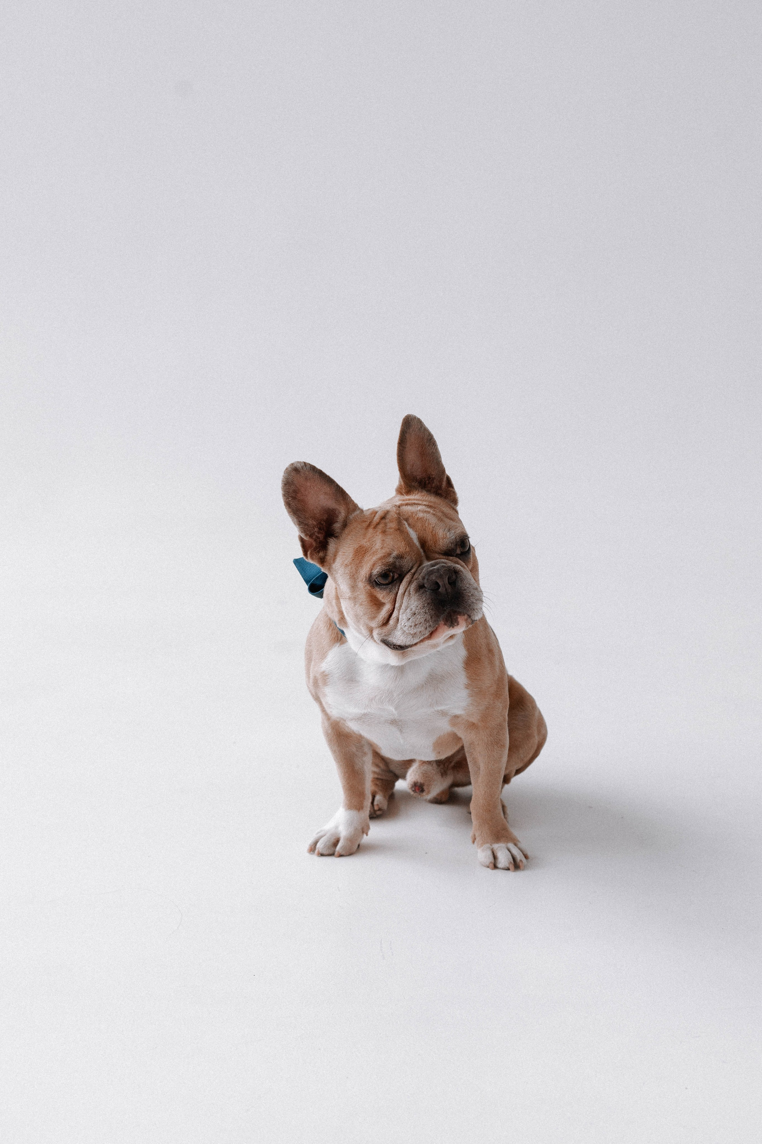 Миша & Остин. Свадебный и портретный фотограф Соломко Диана