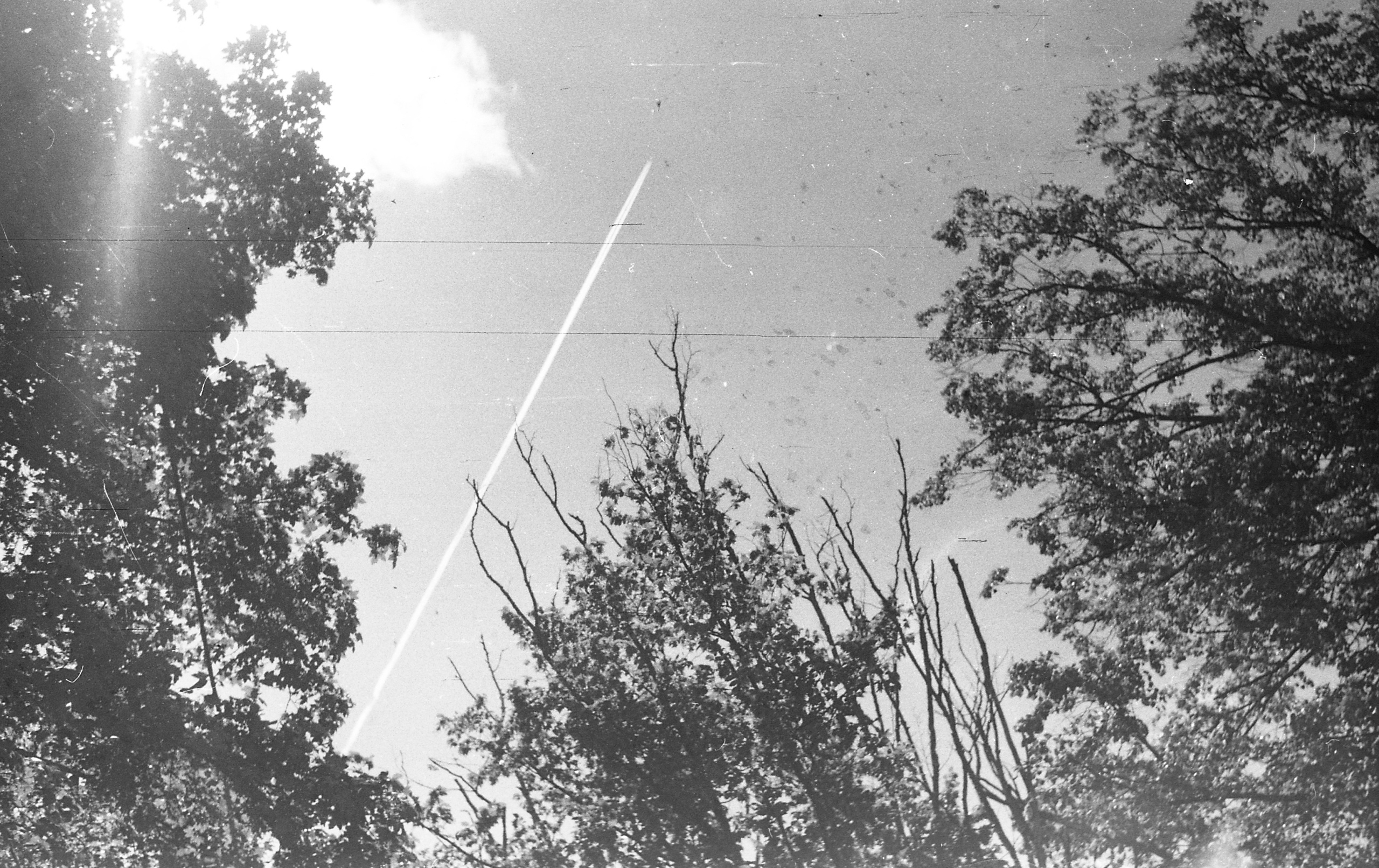 Black-white. Julia Gorbunova