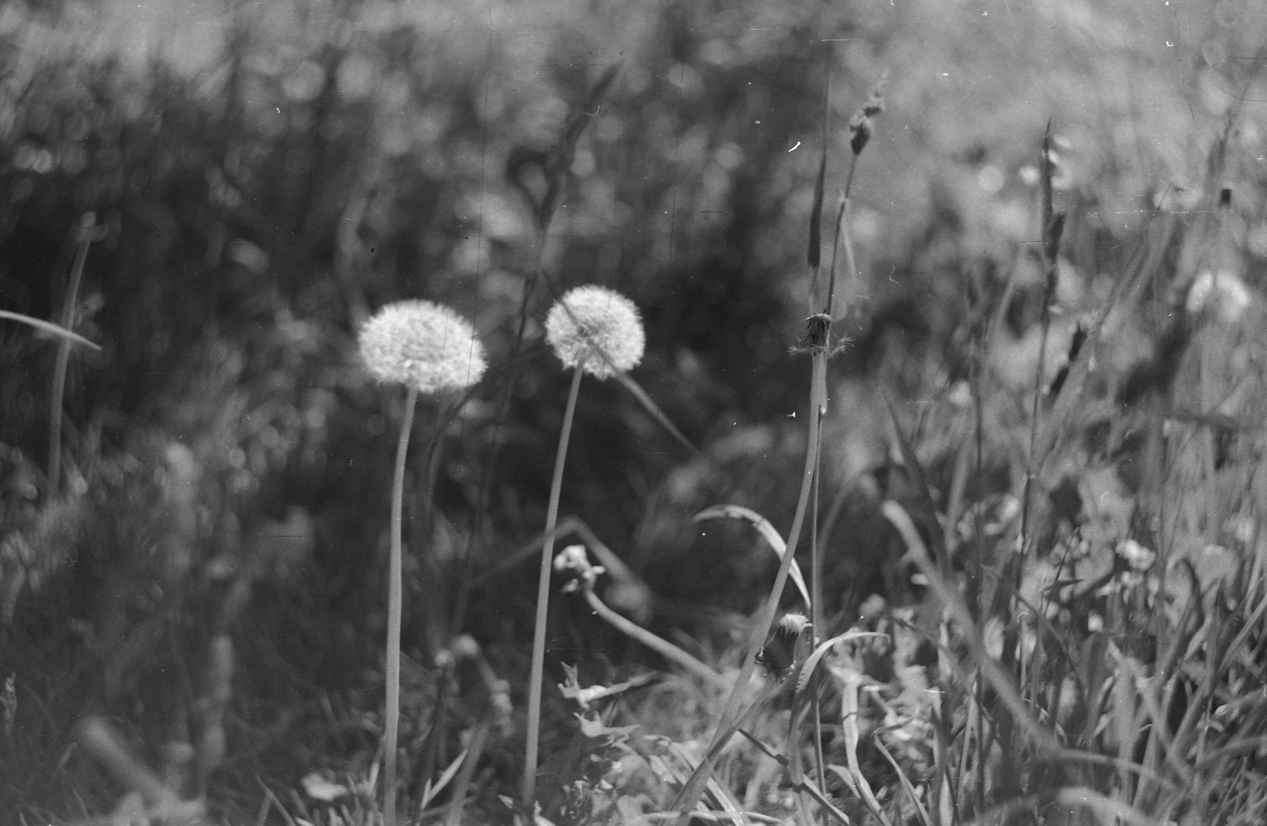 Black-white. Julia Gorbunova